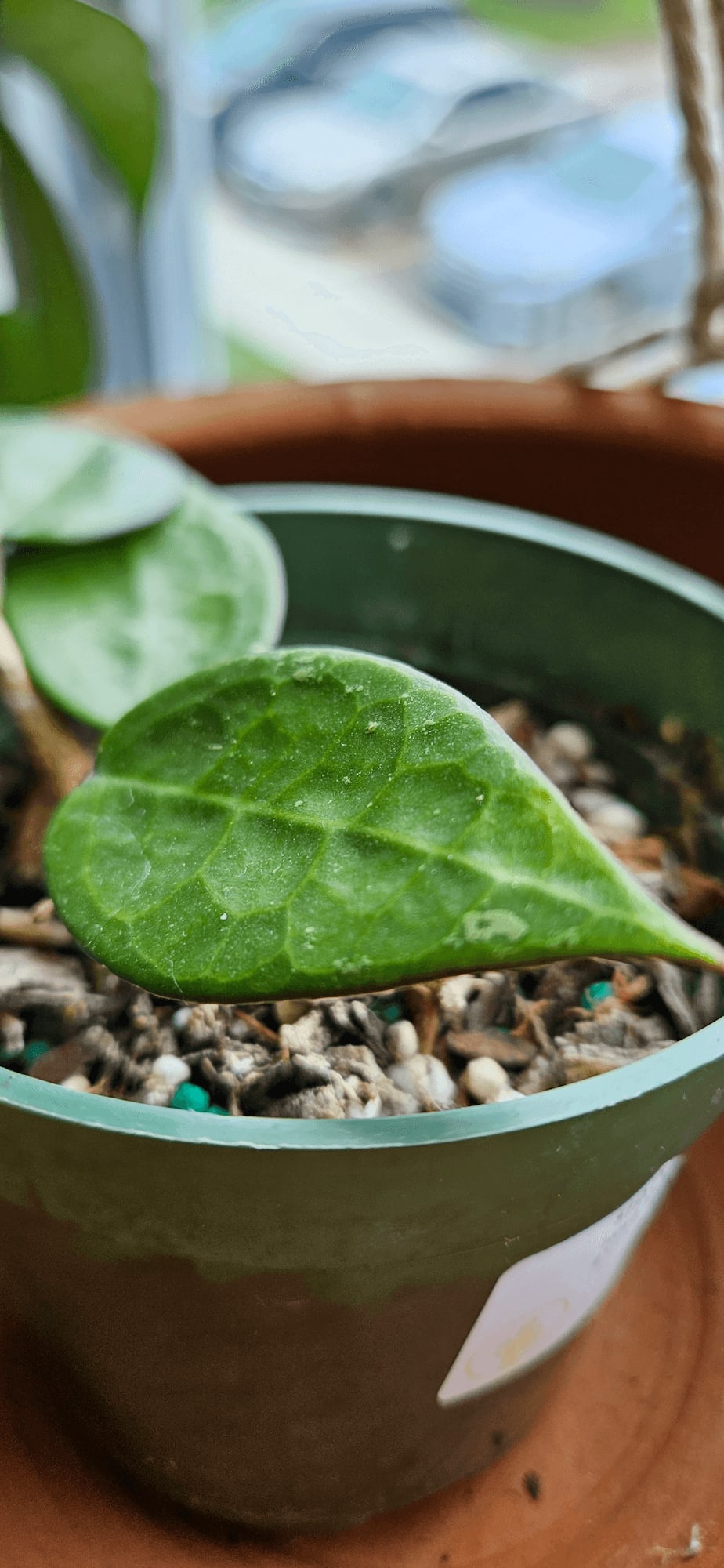 Related image of Hoya Parasitica
