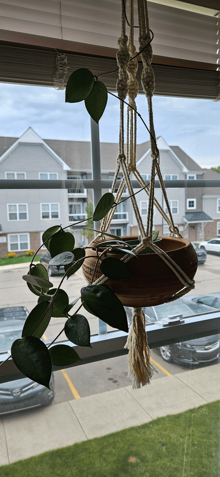 Related image of Hoya Parasitica