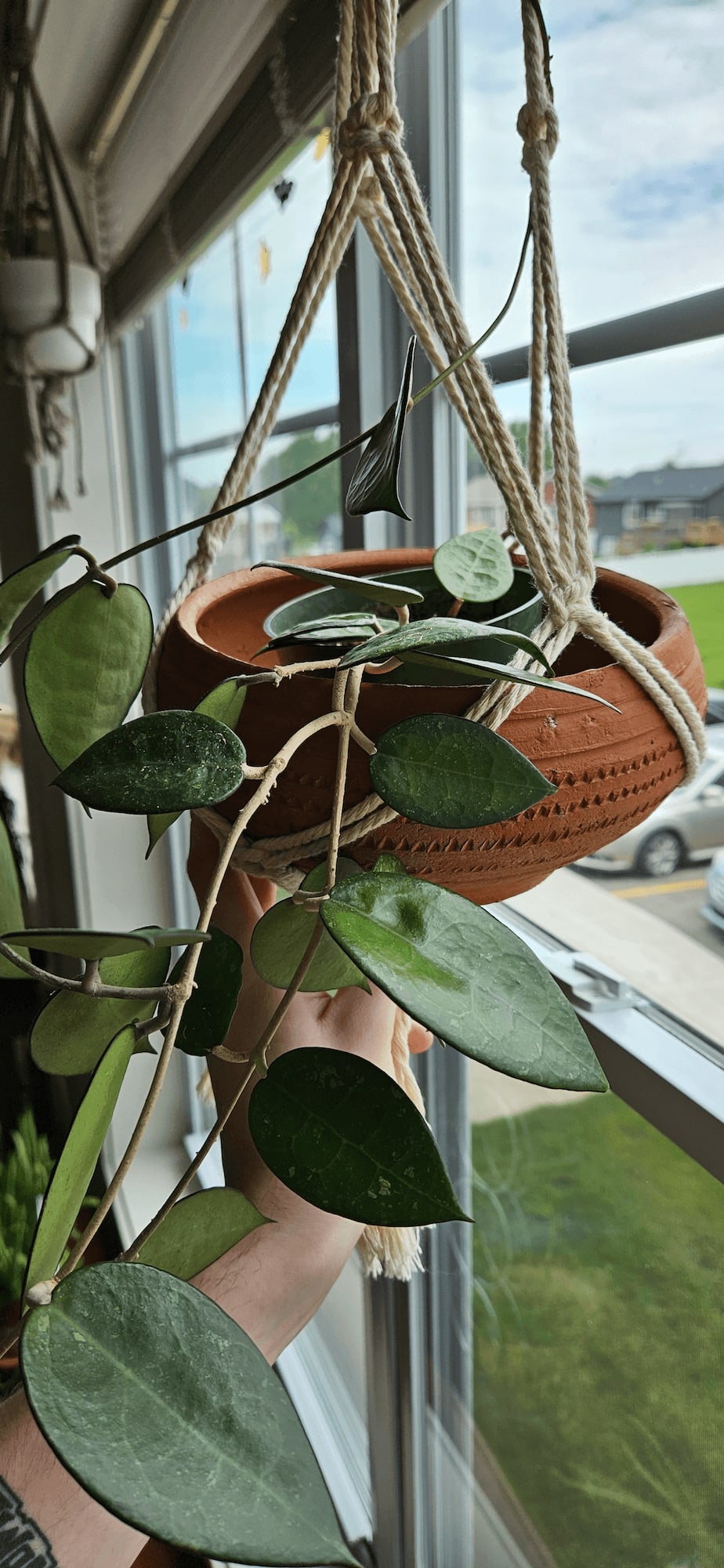 Image of the Hoya Parasitica plant