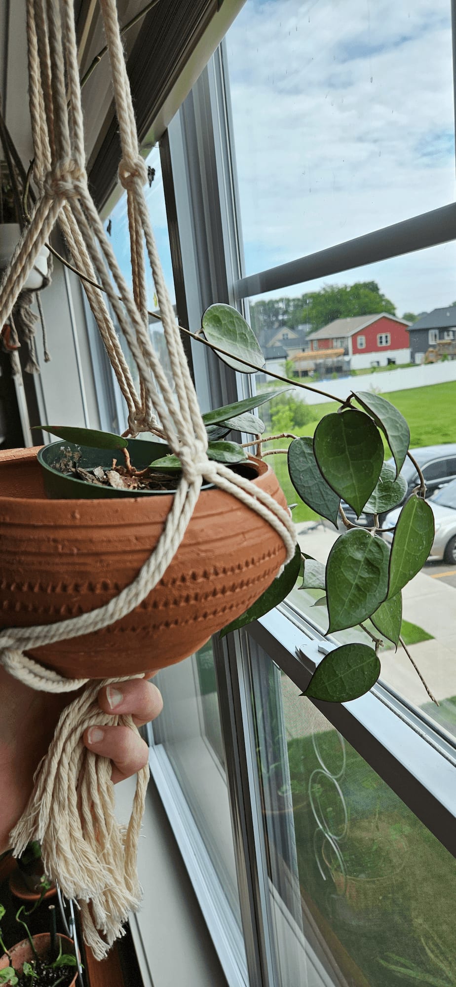 Related image of Hoya Parasitica