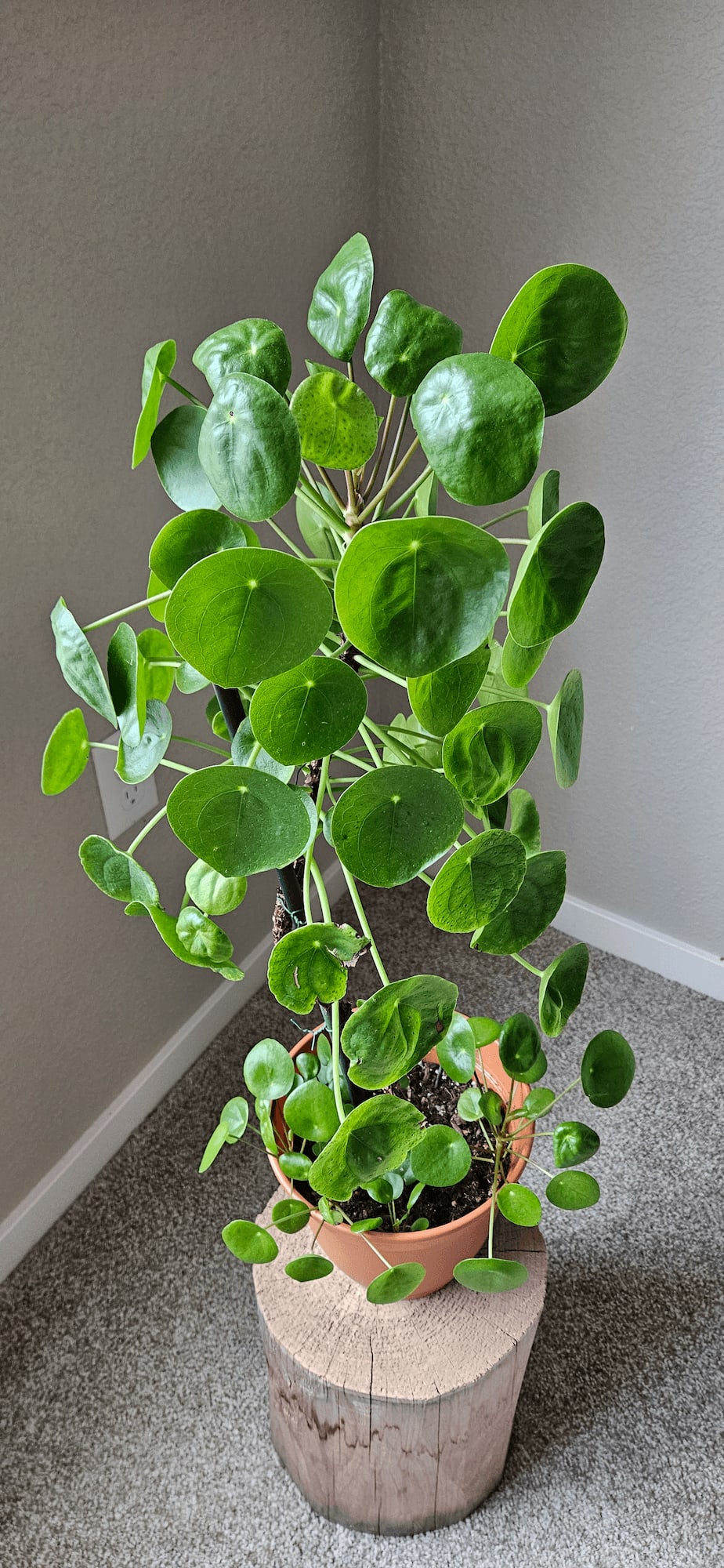 Related image of Pilea Peperomioides