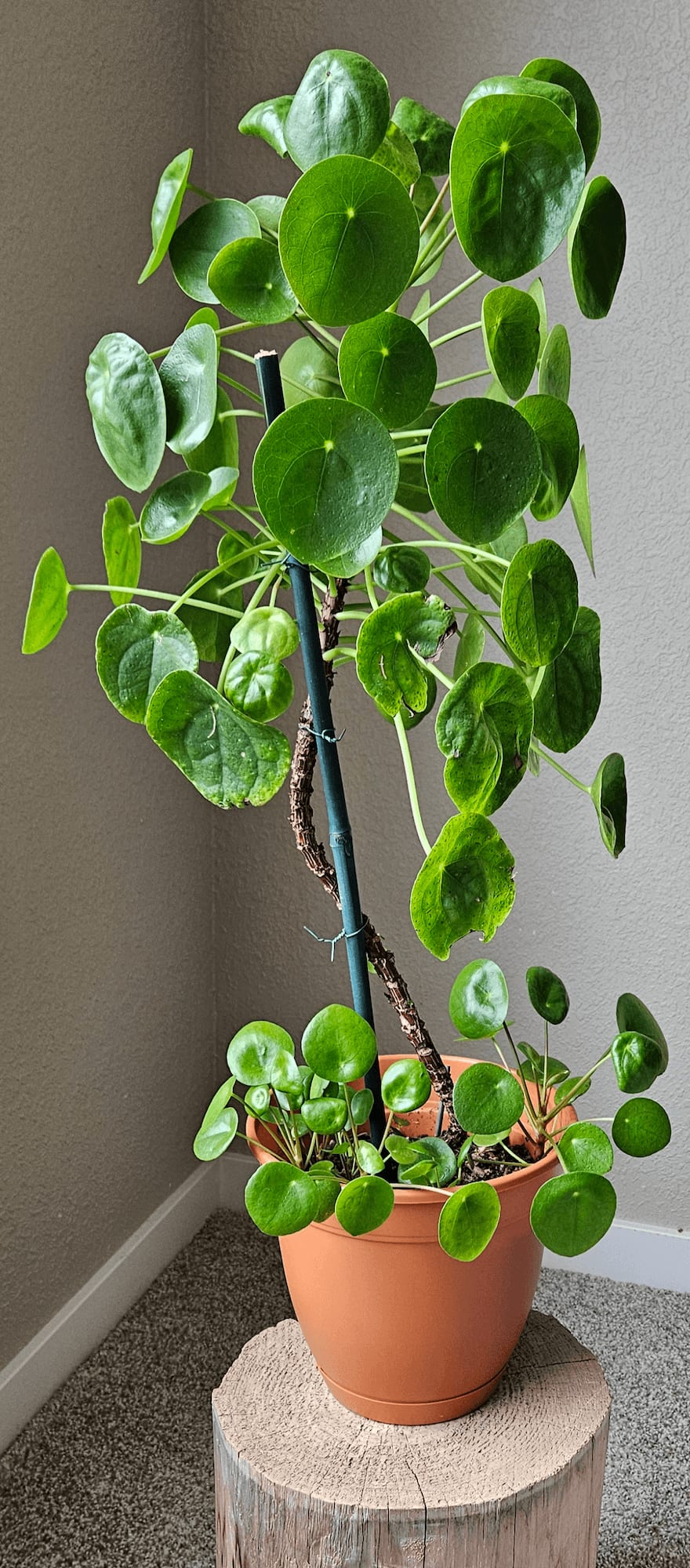 Image of the Pilea Peperomioides plant