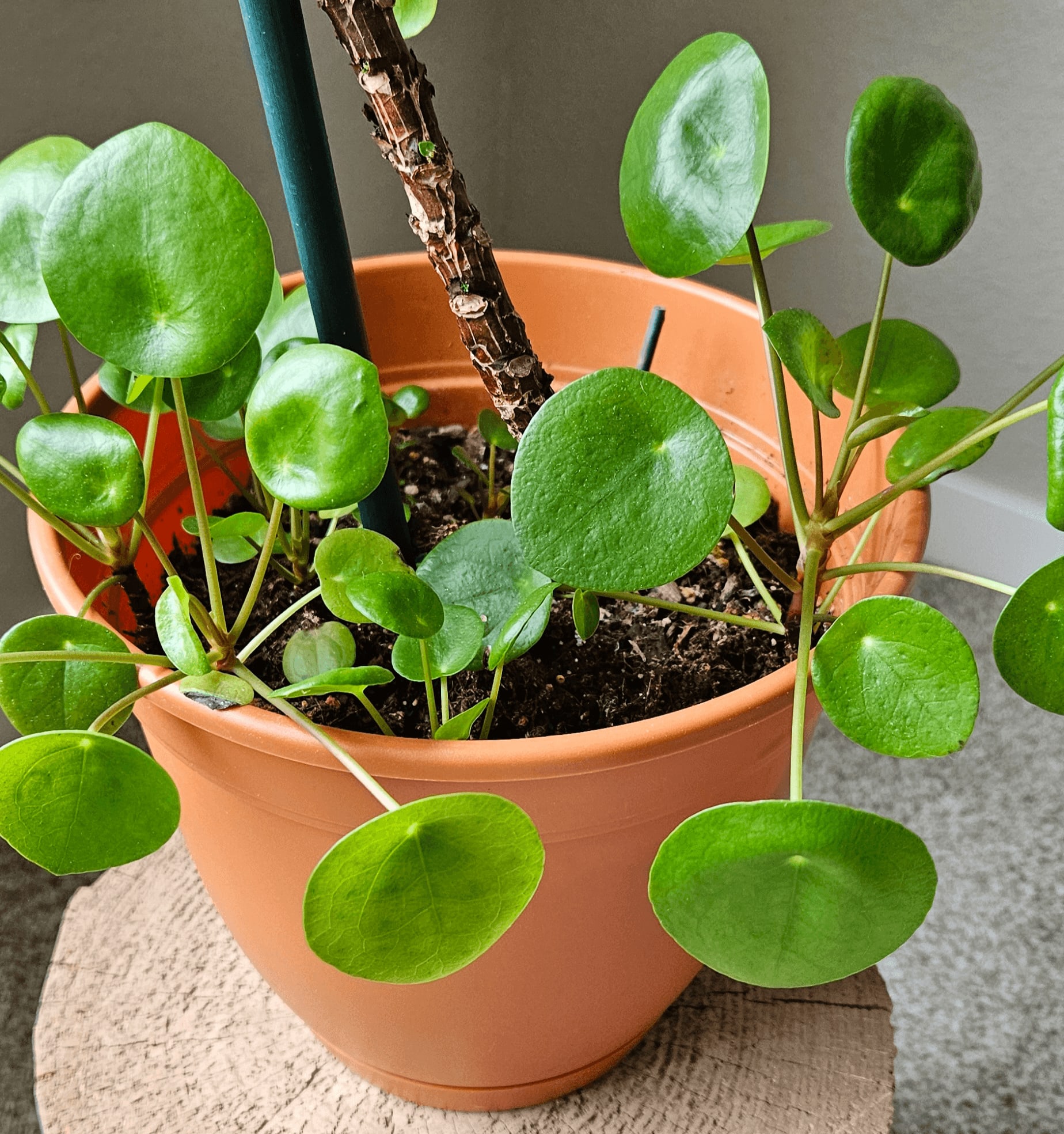 Related image of Pilea Peperomioides