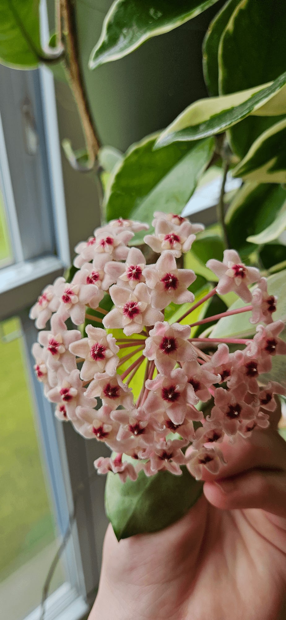 Related image of Hoya Carnosa Variegata