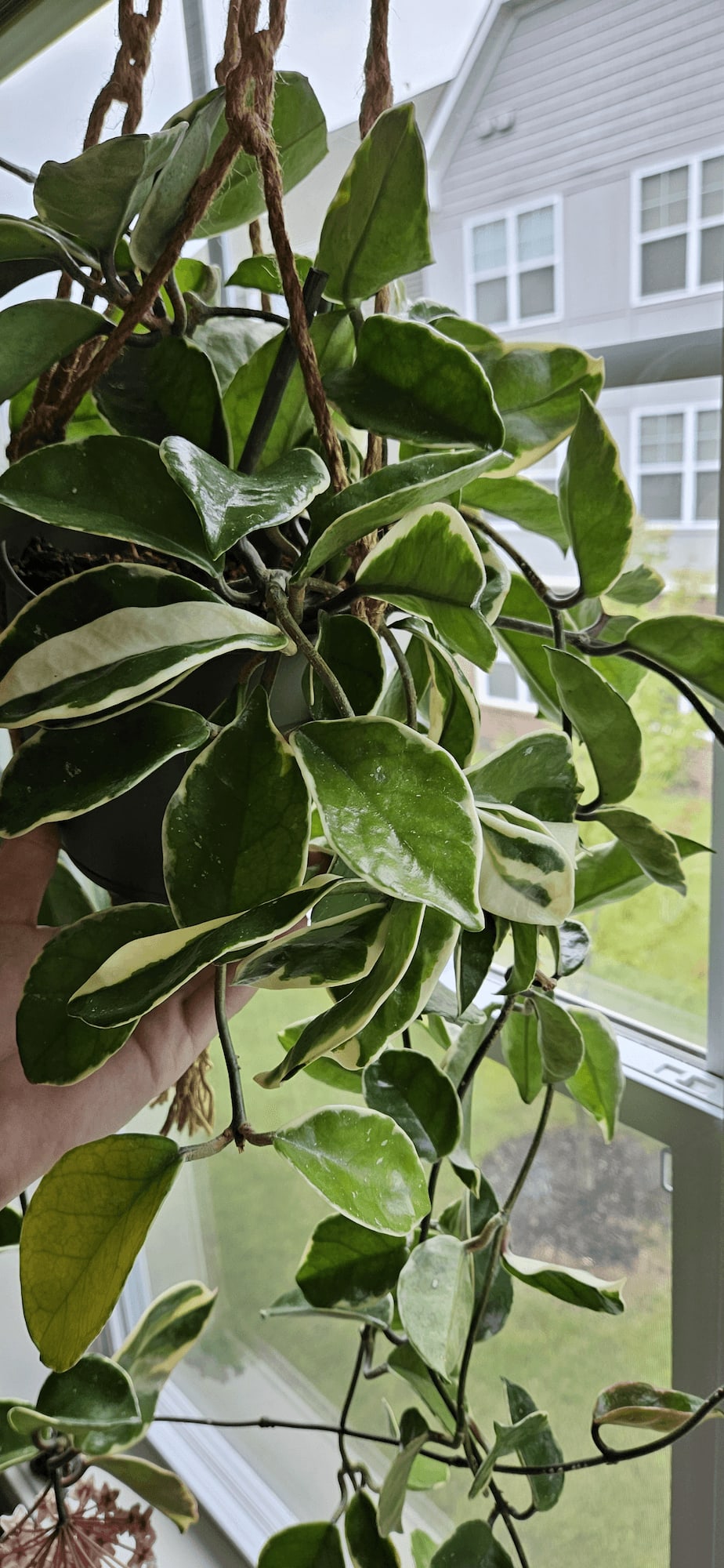 Image of the Hoya Carnosa Variegata plant