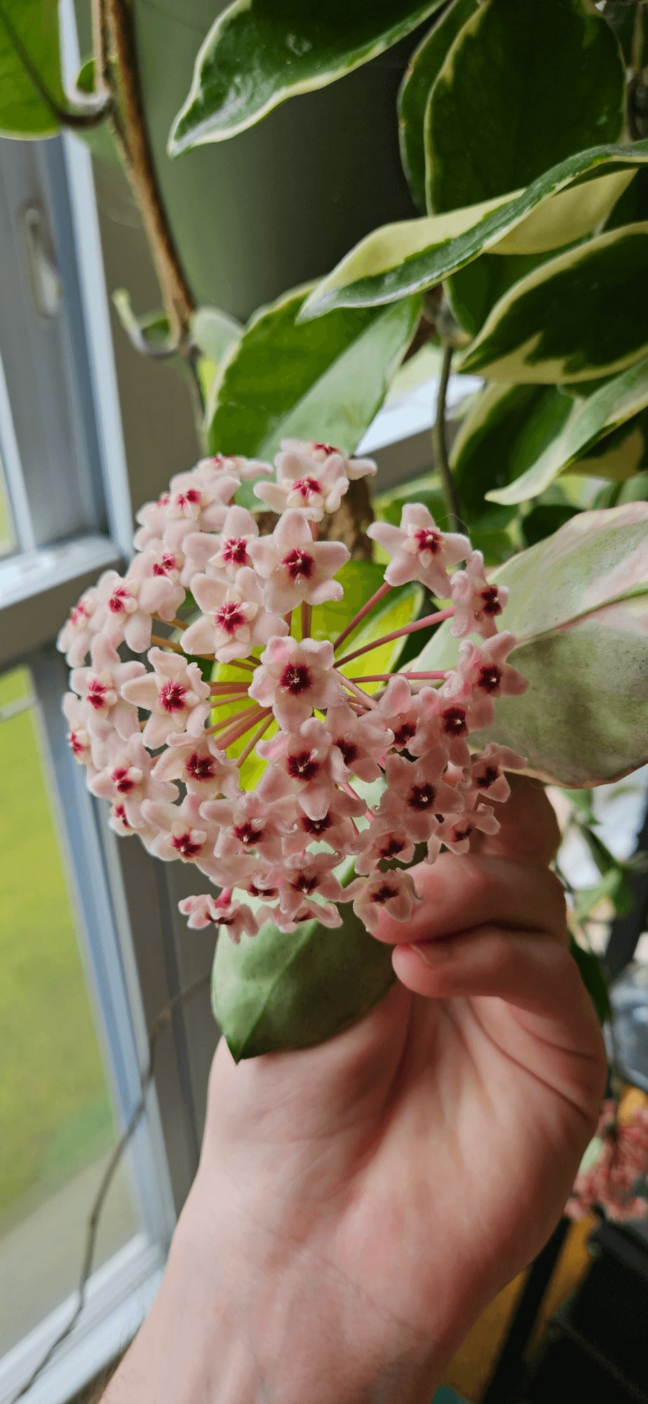 Related image of Hoya Carnosa Variegata