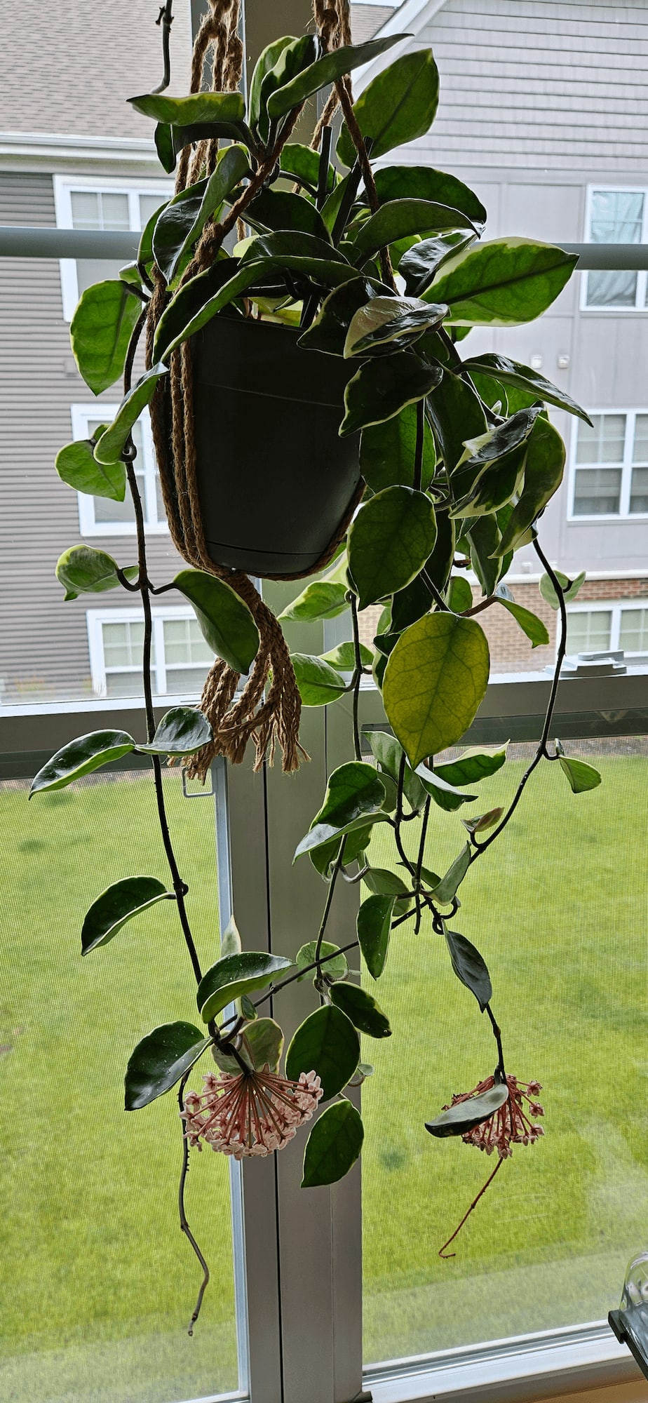 Related image of Hoya Carnosa Variegata