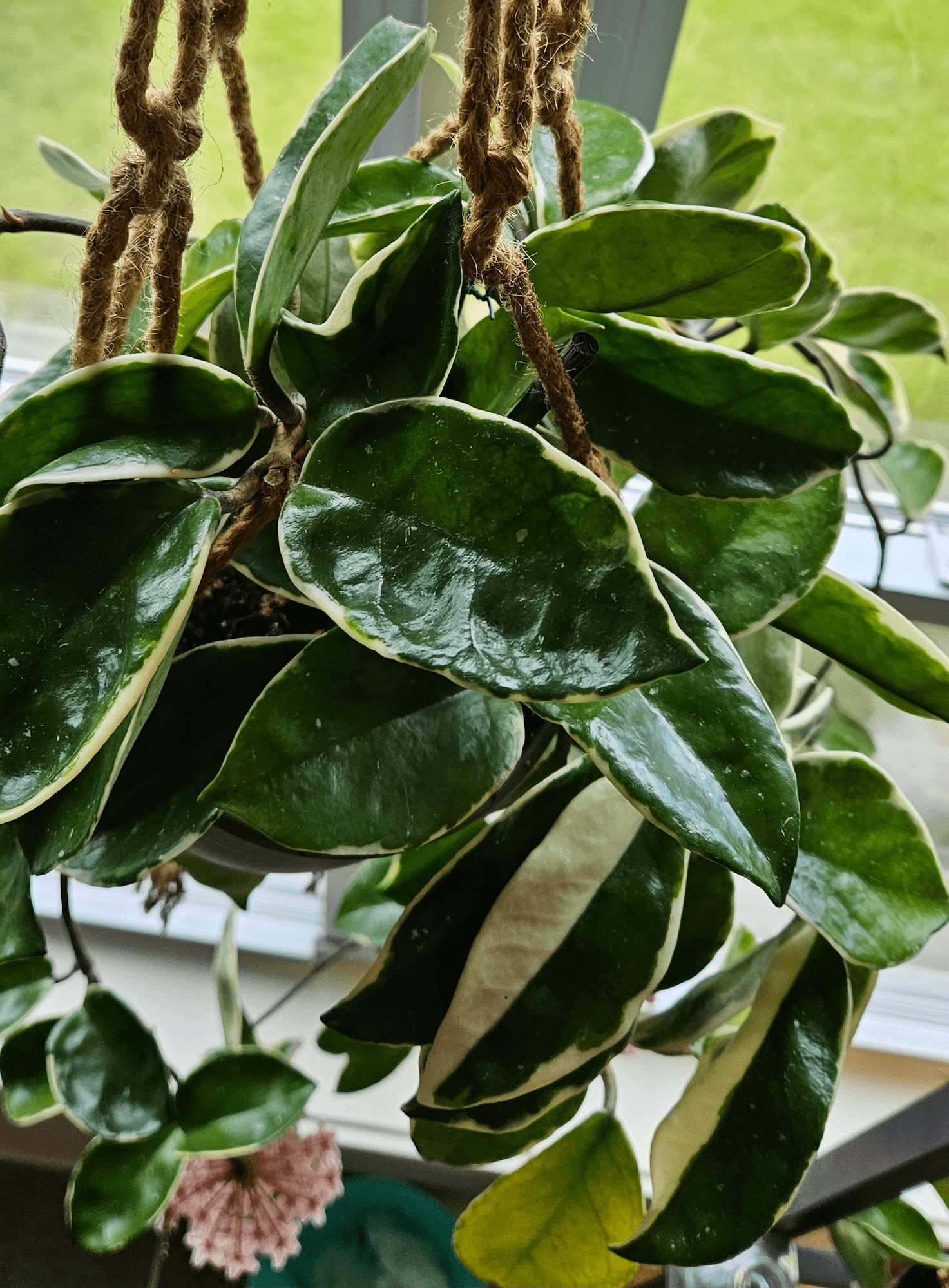 Related image of Hoya Carnosa Variegata