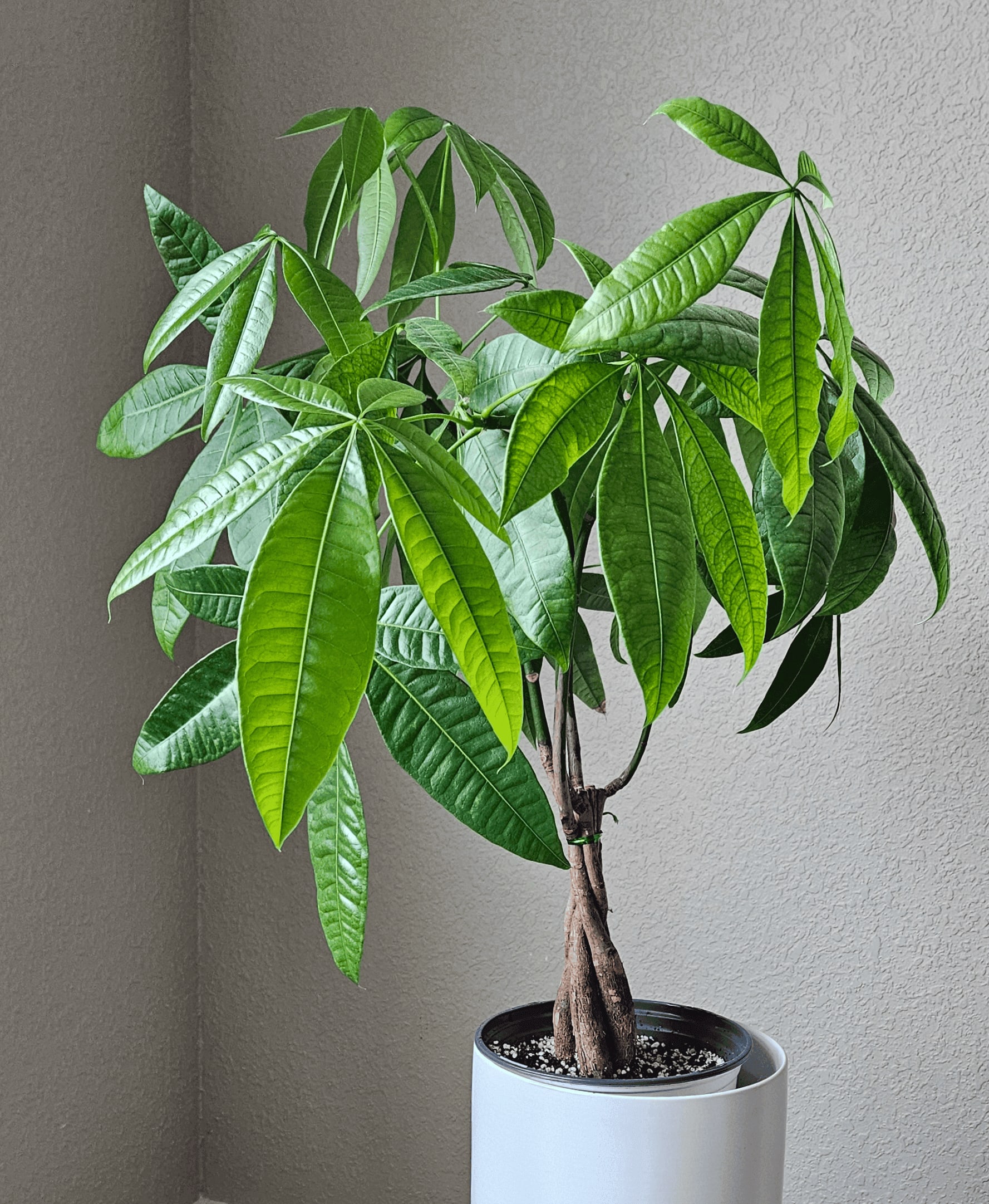 Related image of Pachira Aquatica
