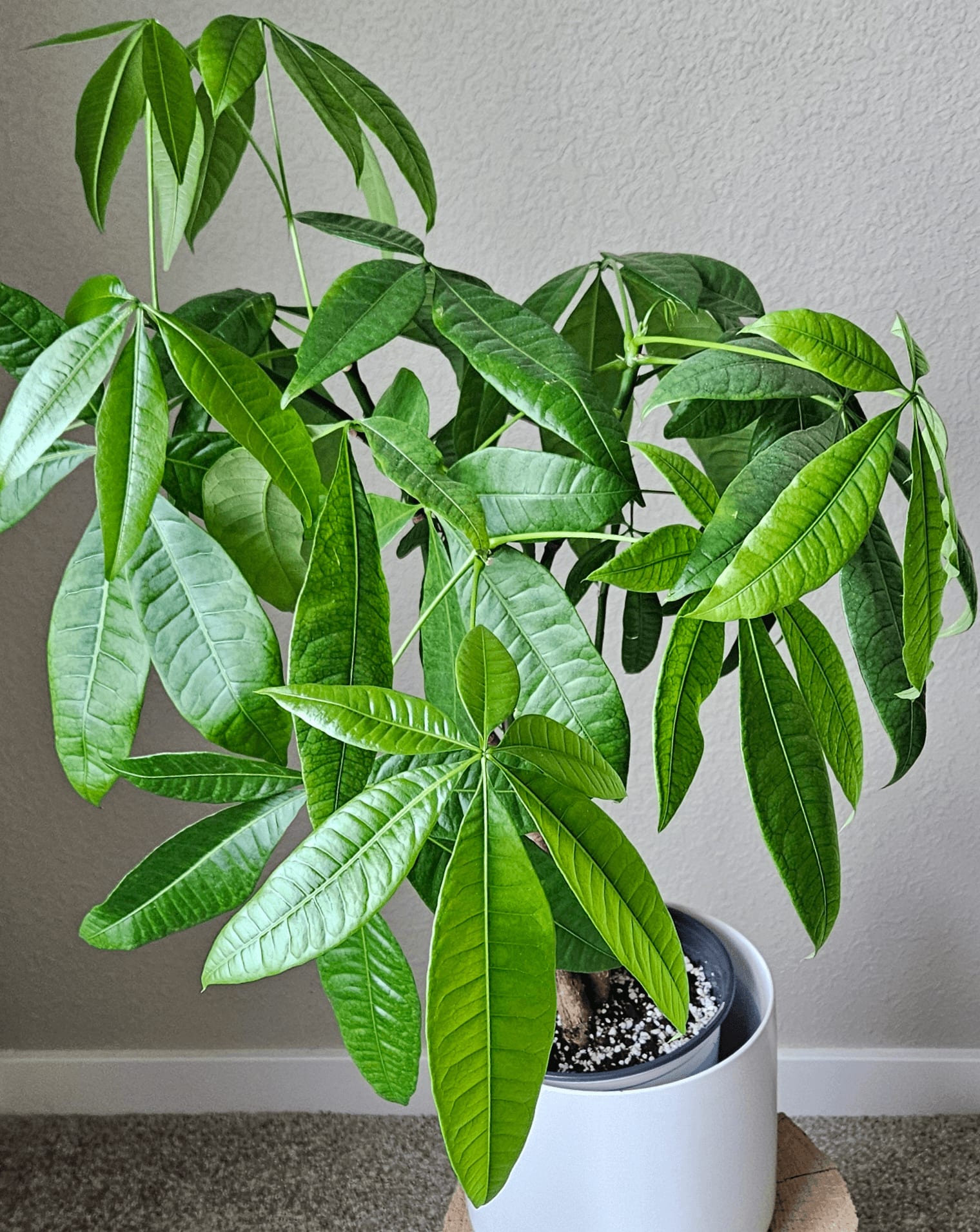 Related image of Pachira Aquatica