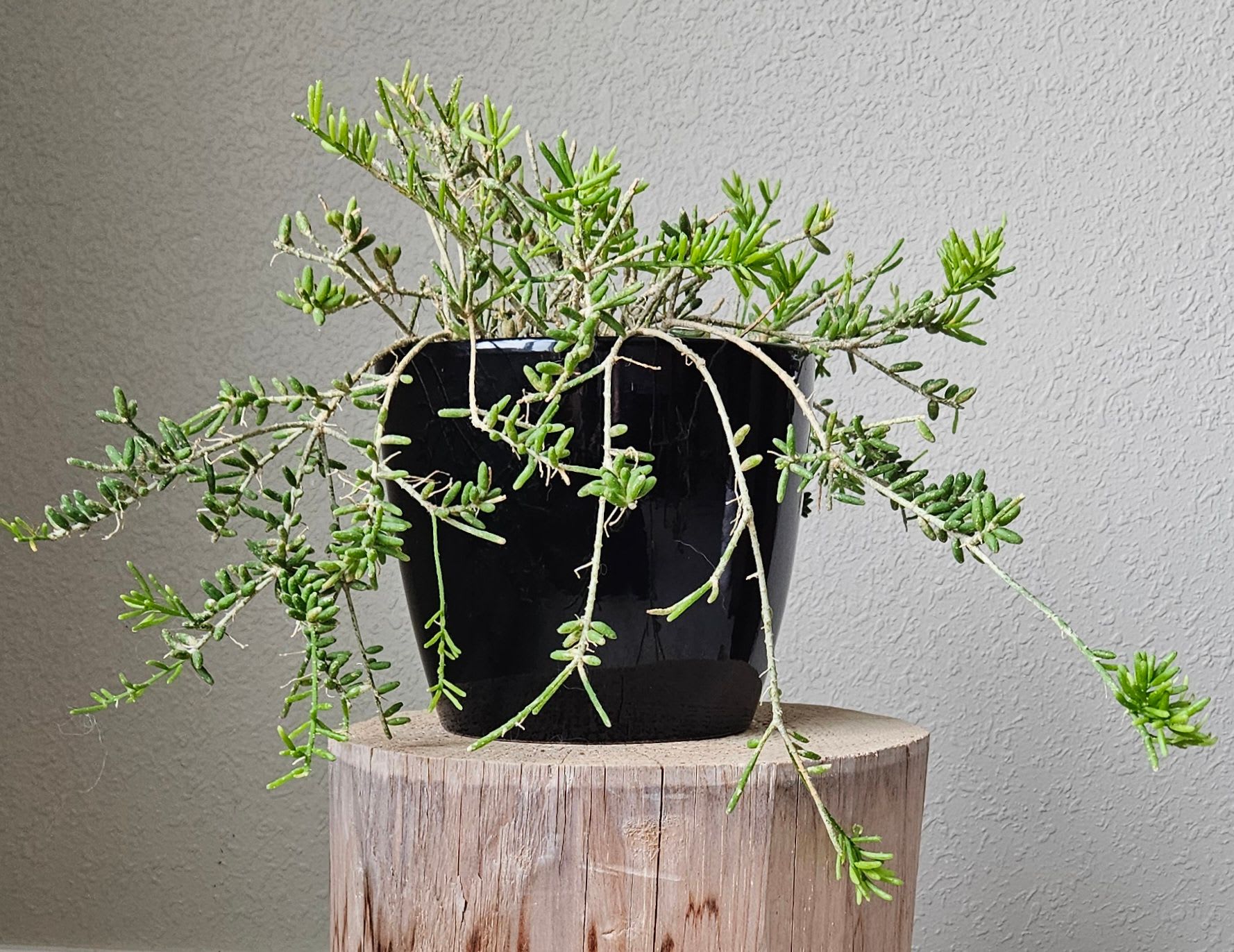 Image of the Rhipsalis Mesembryanthemoides plant