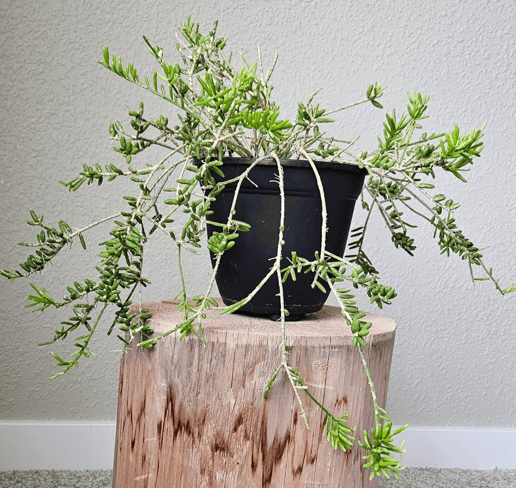 Related image of Rhipsalis Mesembryanthemoides
