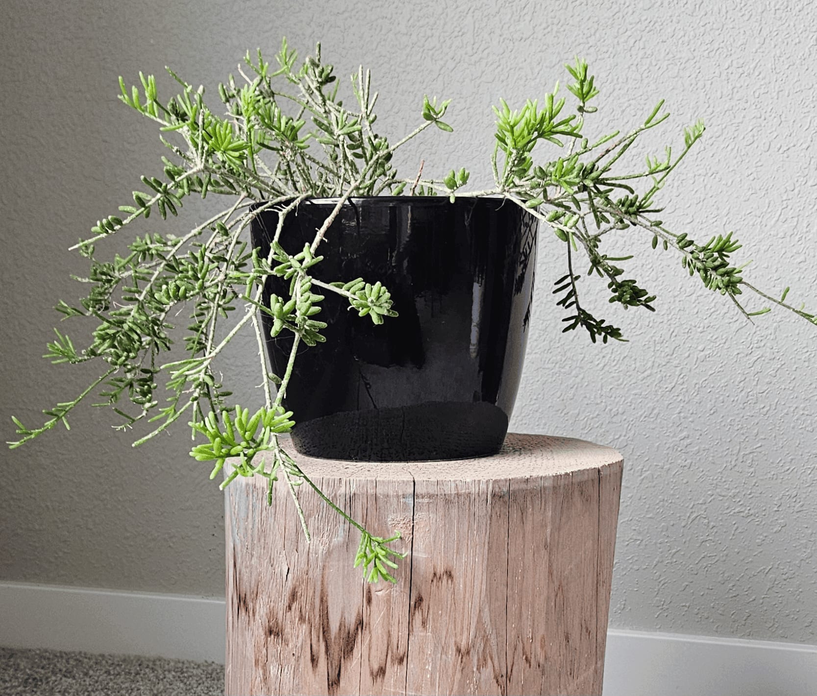Related image of Rhipsalis Mesembryanthemoides