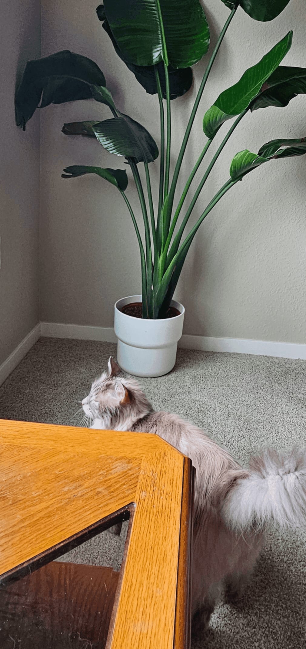 Related image of Strelitzia Reginae
