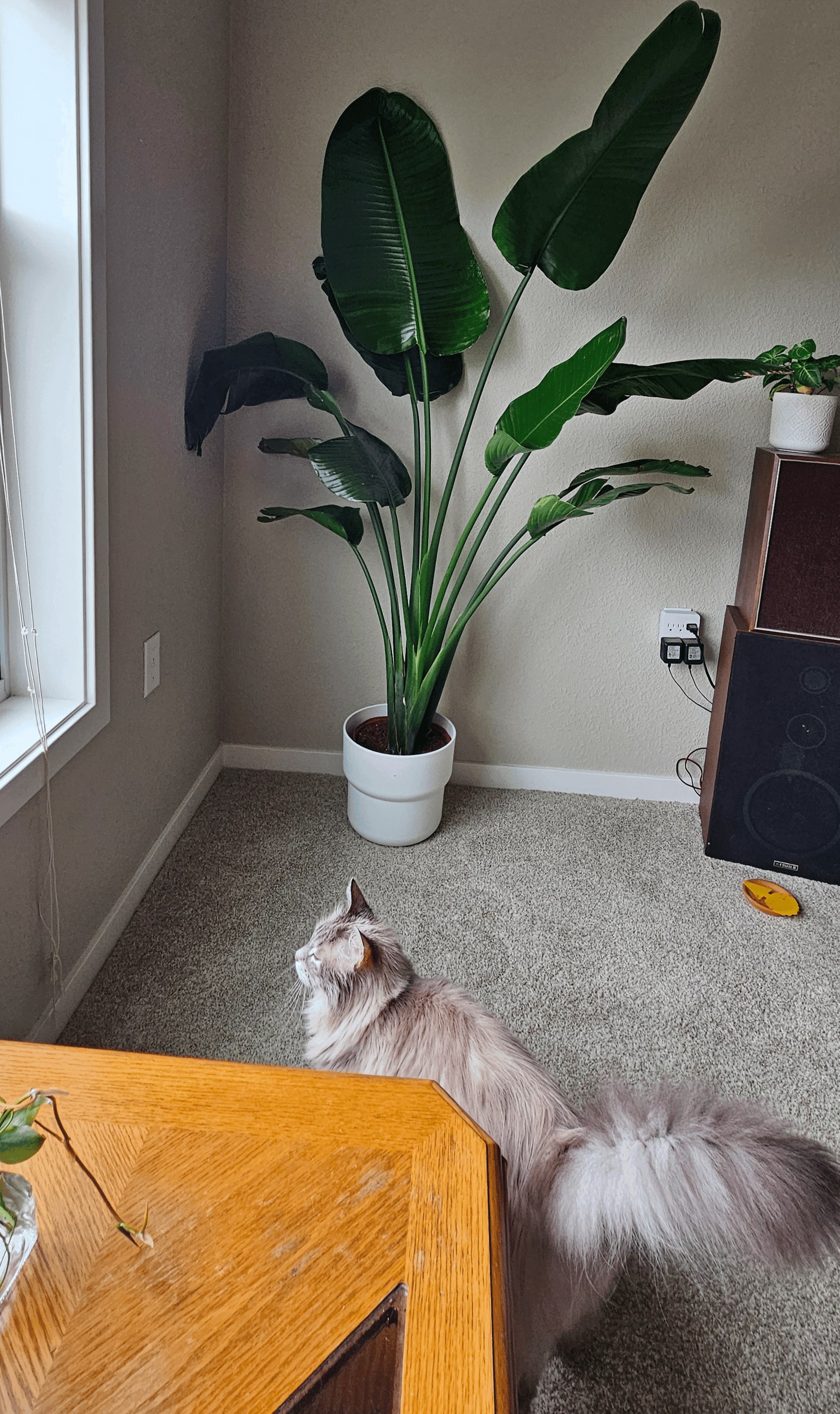 Related image of Strelitzia Reginae