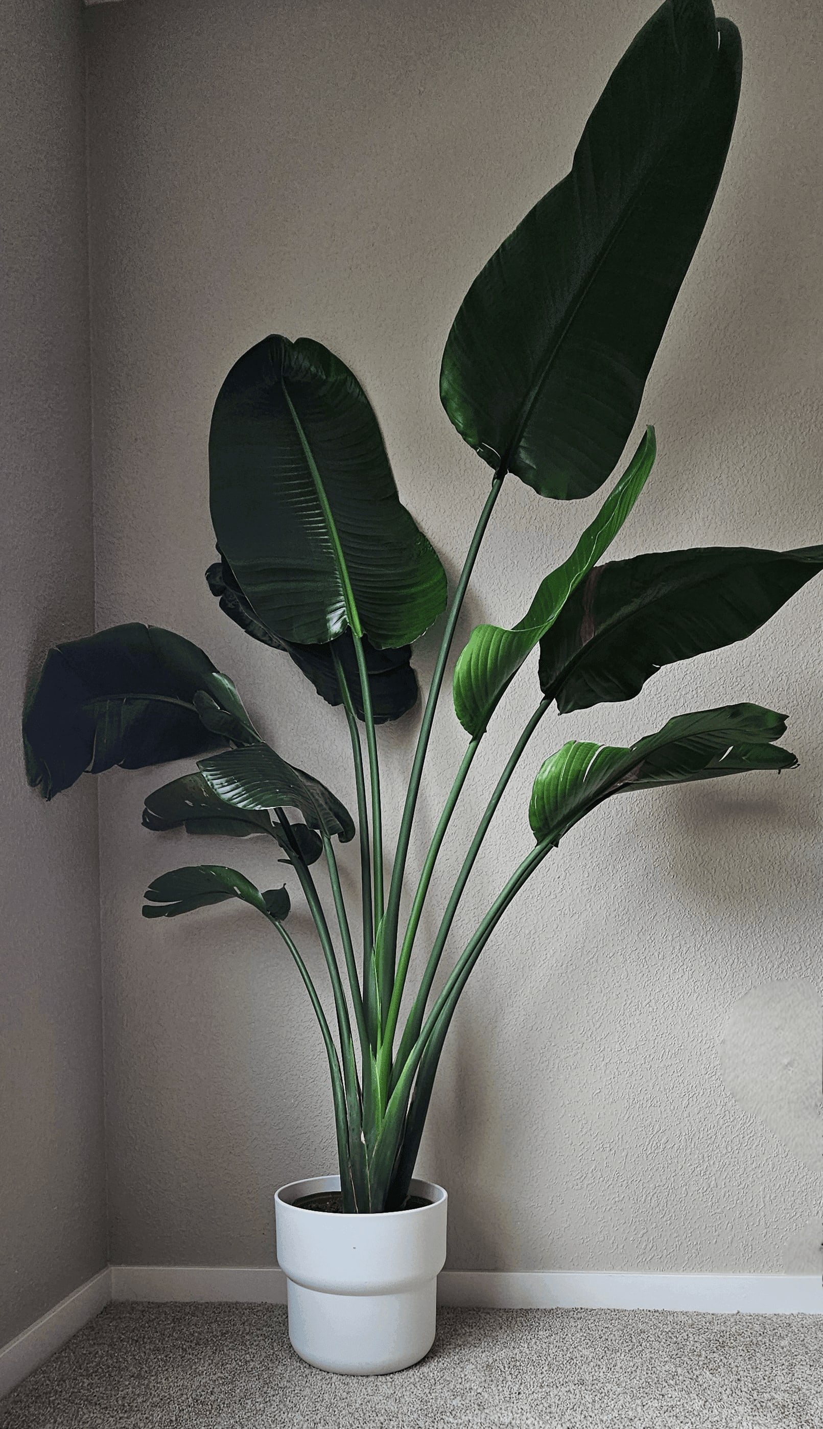 Image of the Strelitzia Reginae plant