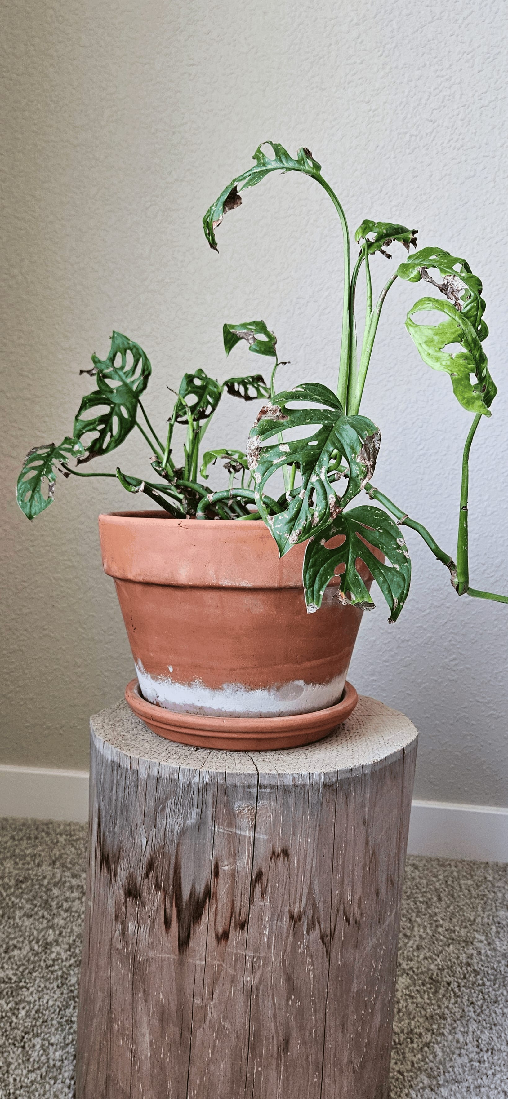 Related image of Monstera Adansonii