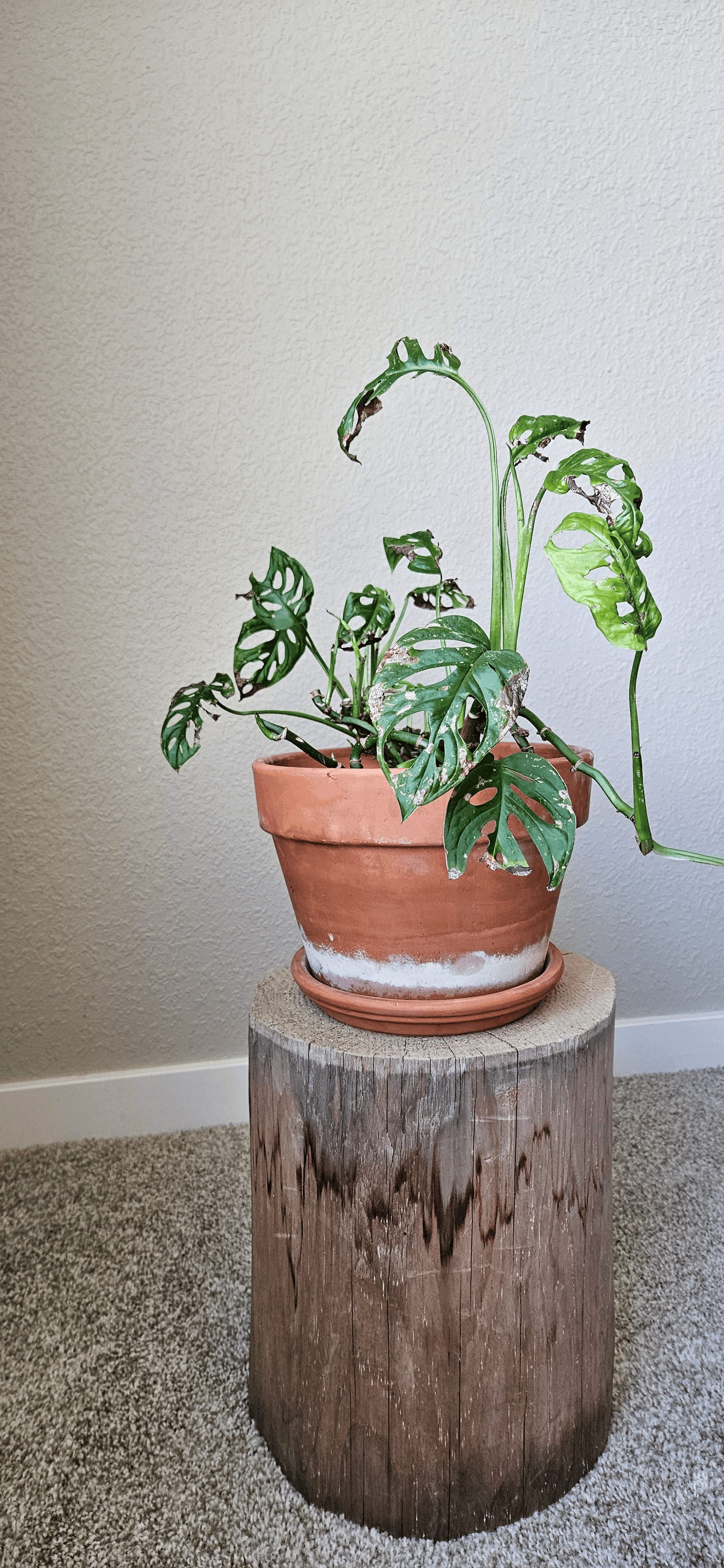 Related image of Monstera Adansonii
