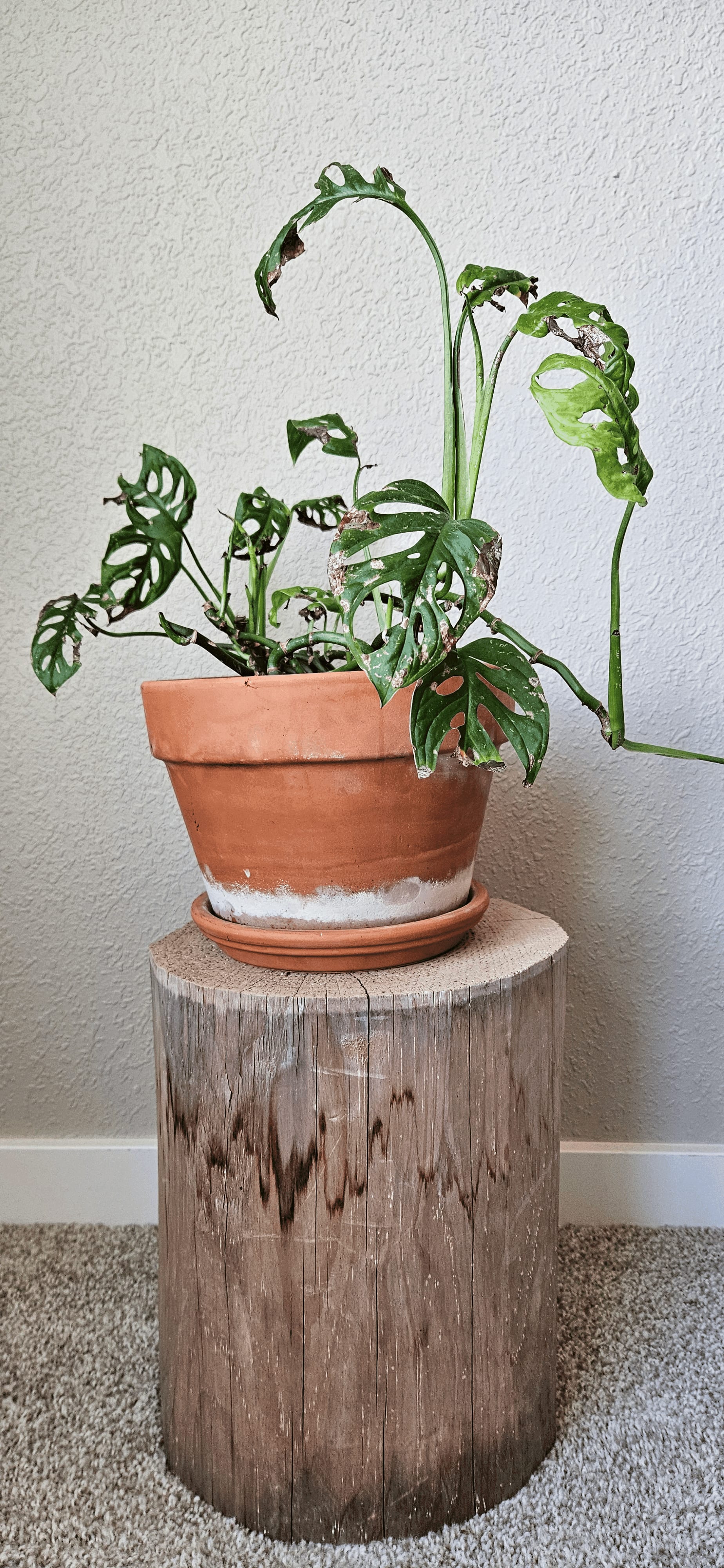 Related image of Monstera Adansonii