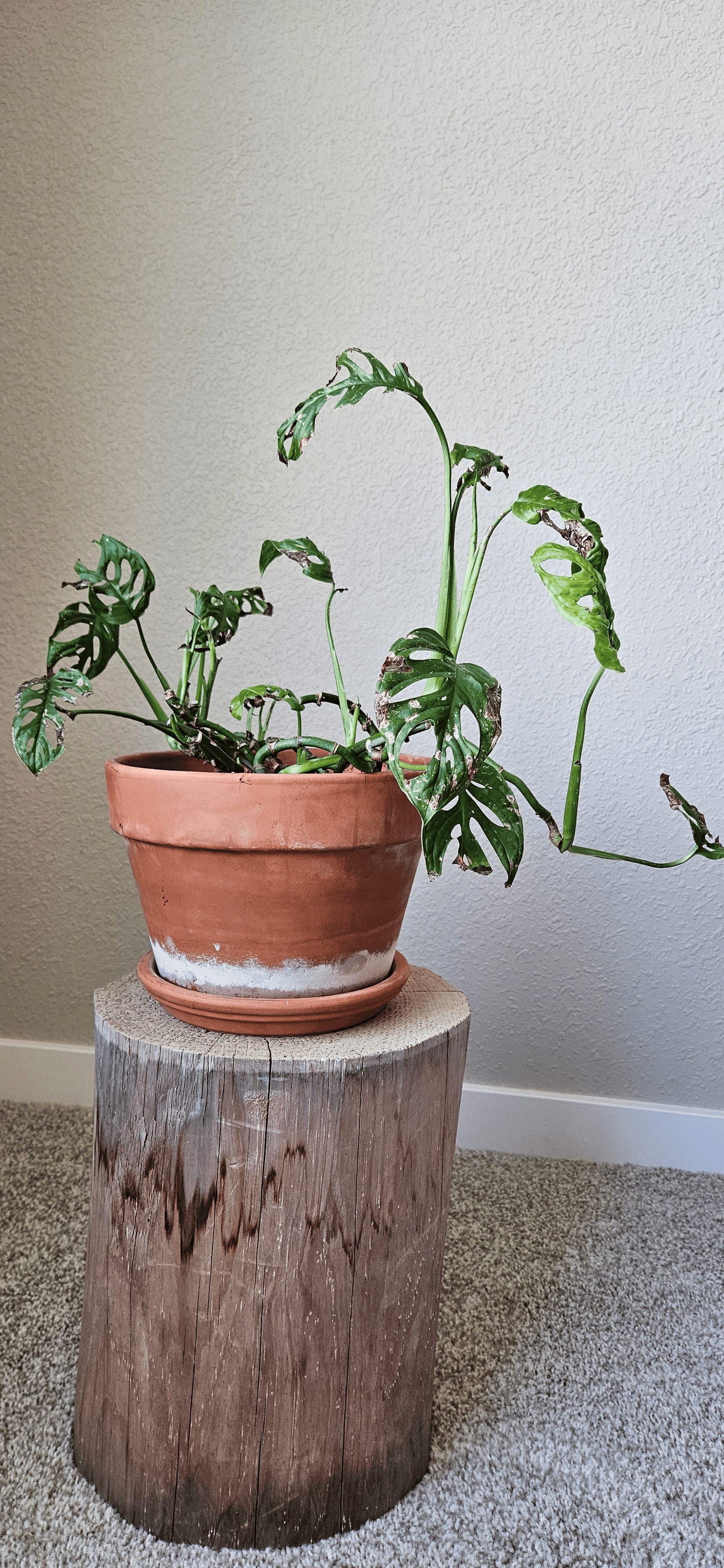 Related image of Monstera Adansonii