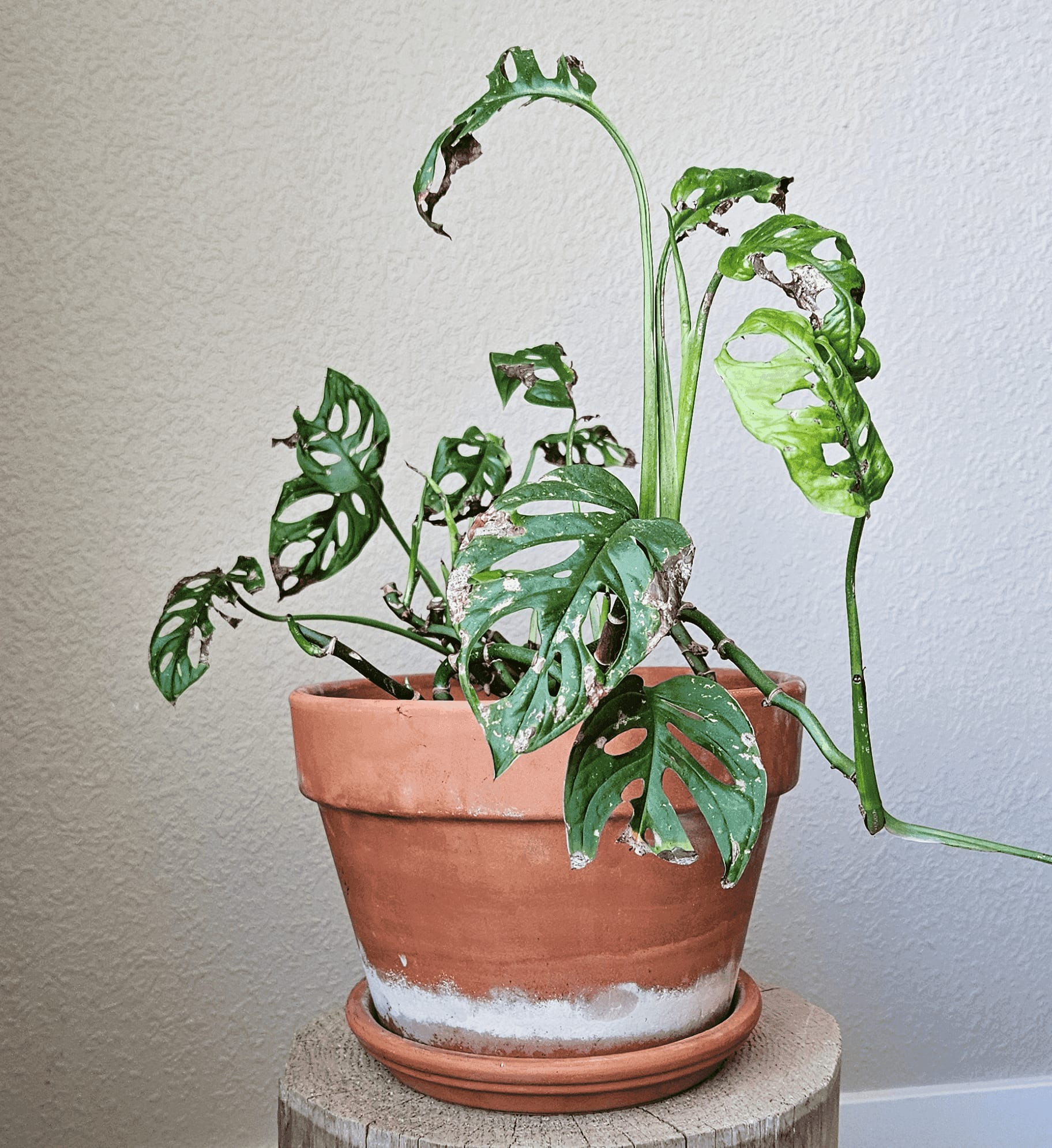 Image of the Monstera Adansonii plant