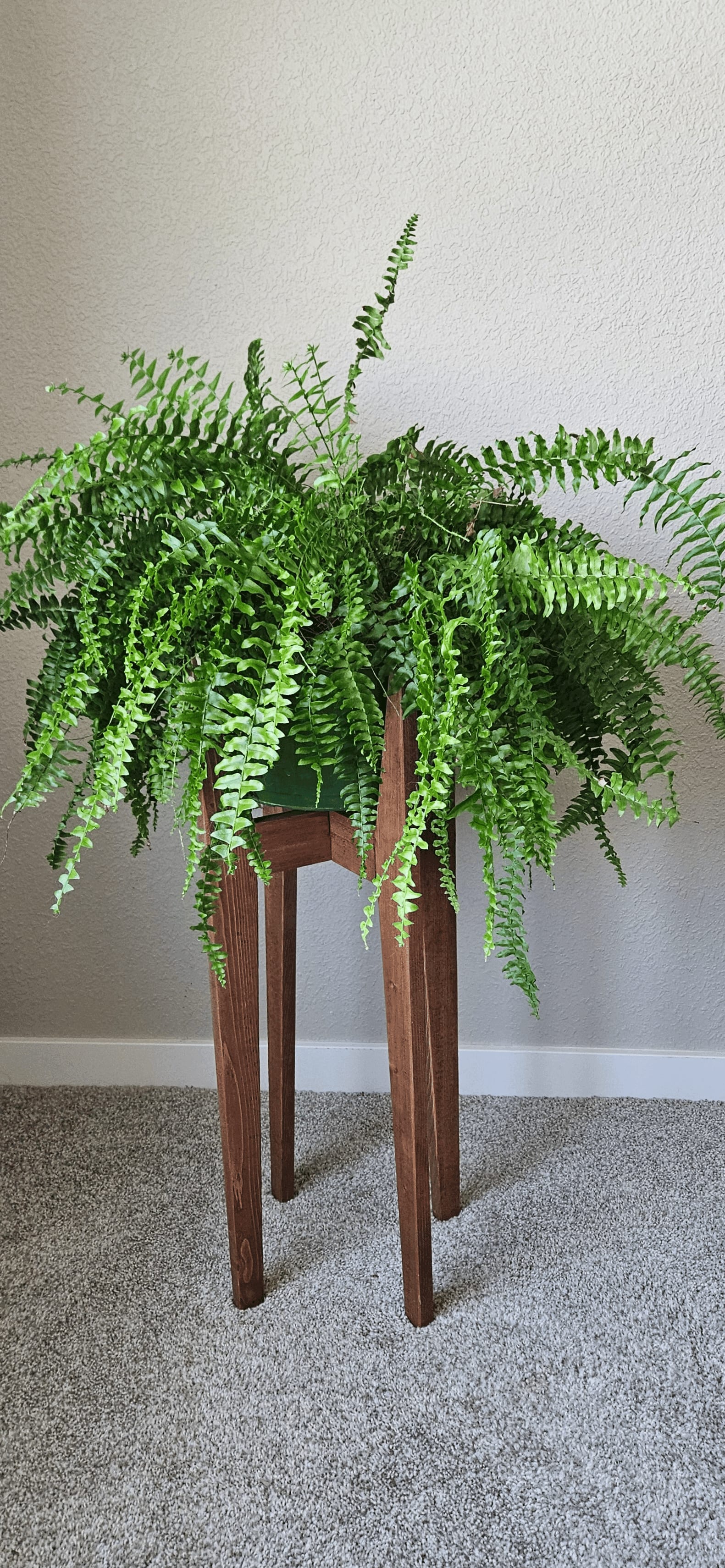 Related image of Nephrolepis Exaltata