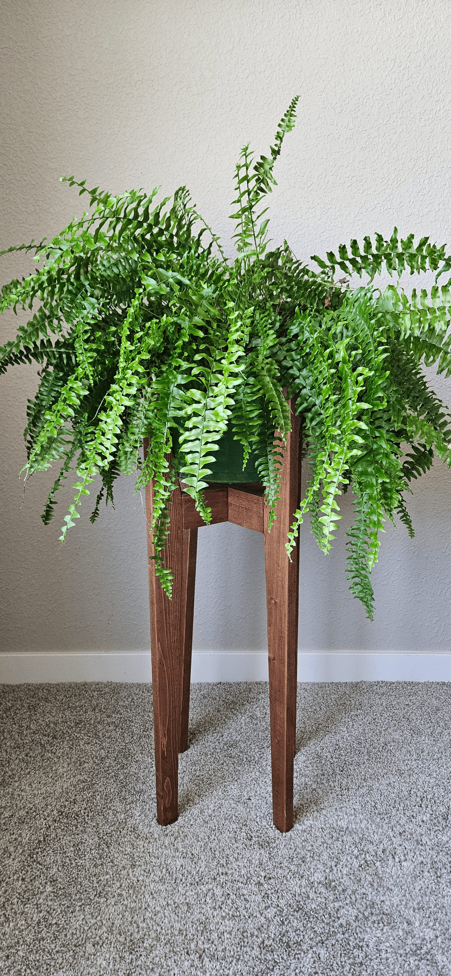 Related image of Nephrolepis Exaltata
