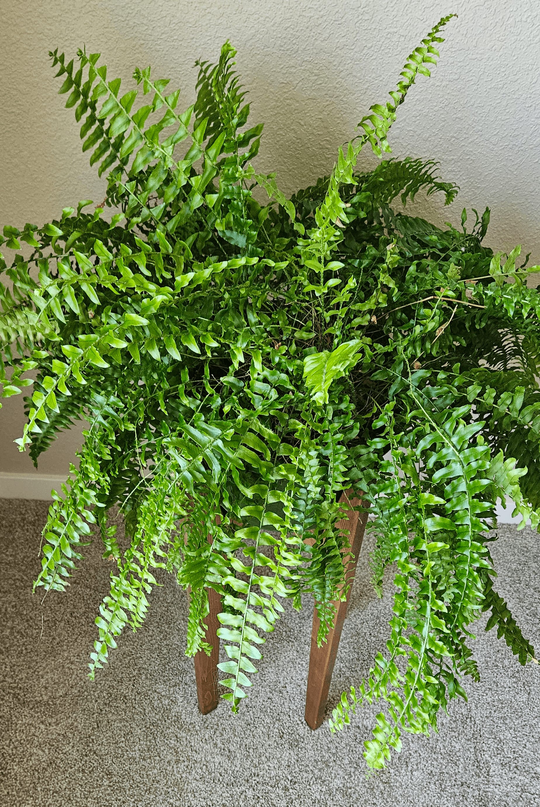 Image of the Nephrolepis Exaltata plant
