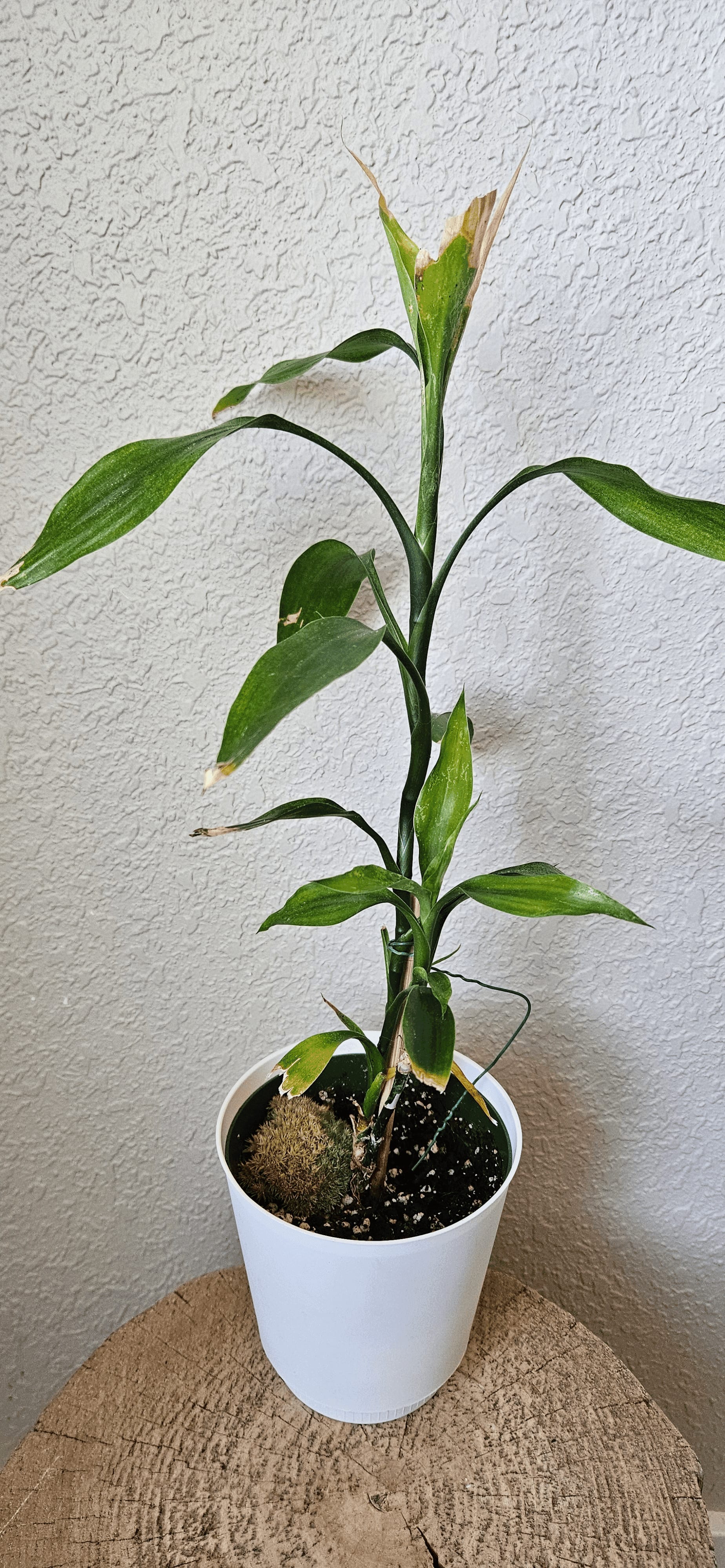 Related image of Dracaena sanderiana