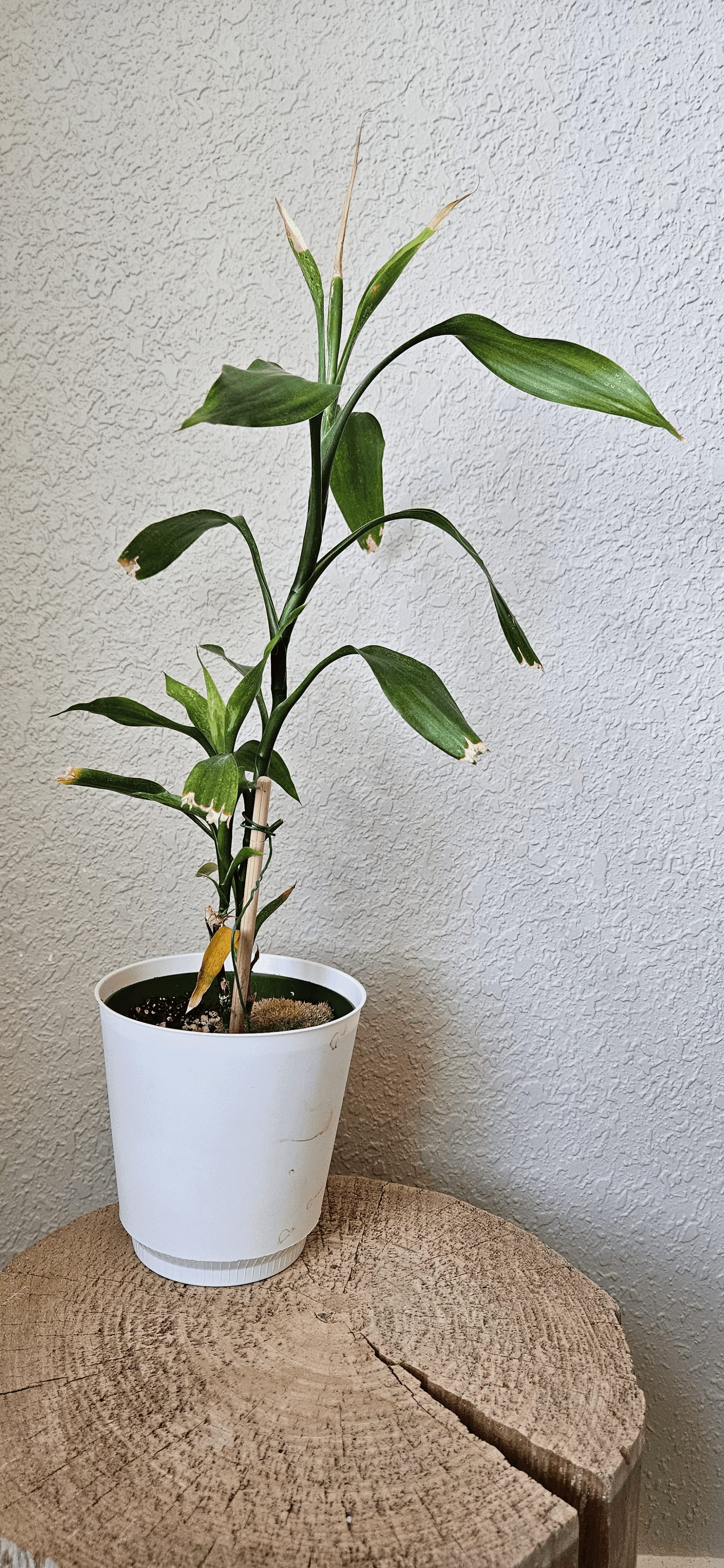 Related image of Dracaena sanderiana