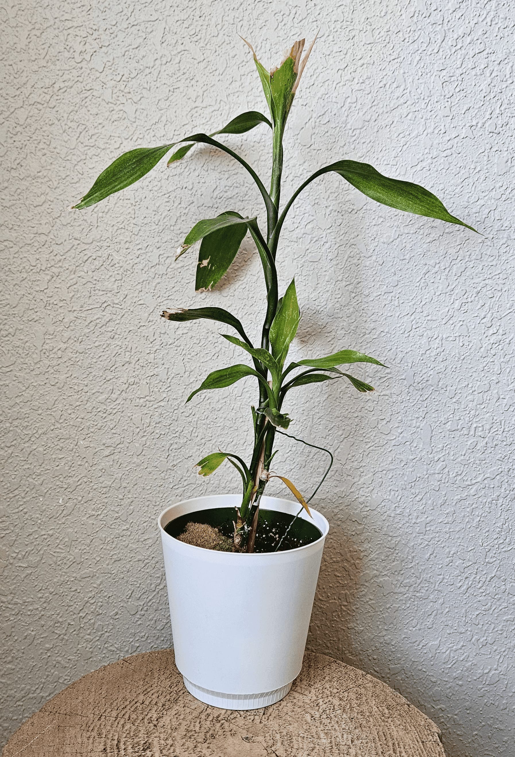 Image of the Dracaena sanderiana plant