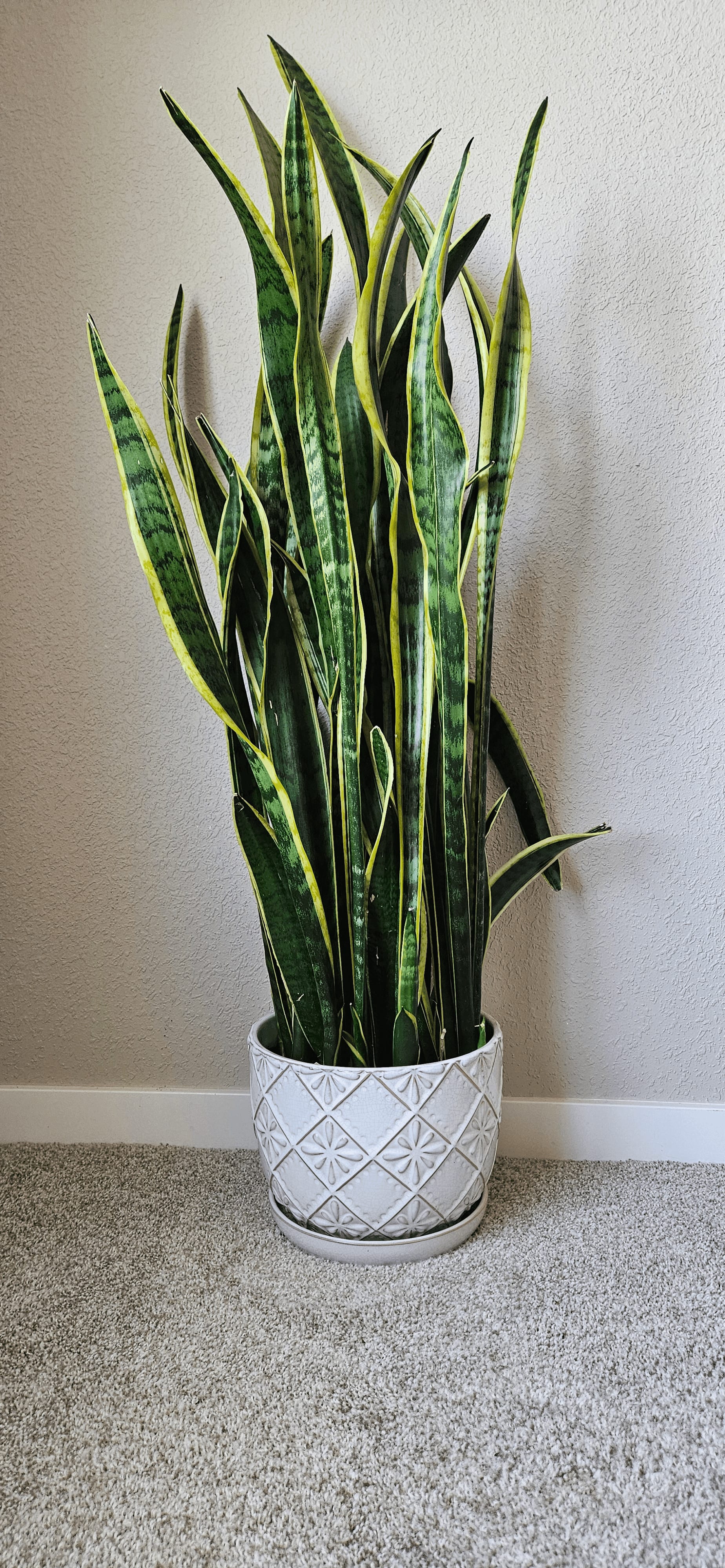 Related image of Dracaena Trifasciata