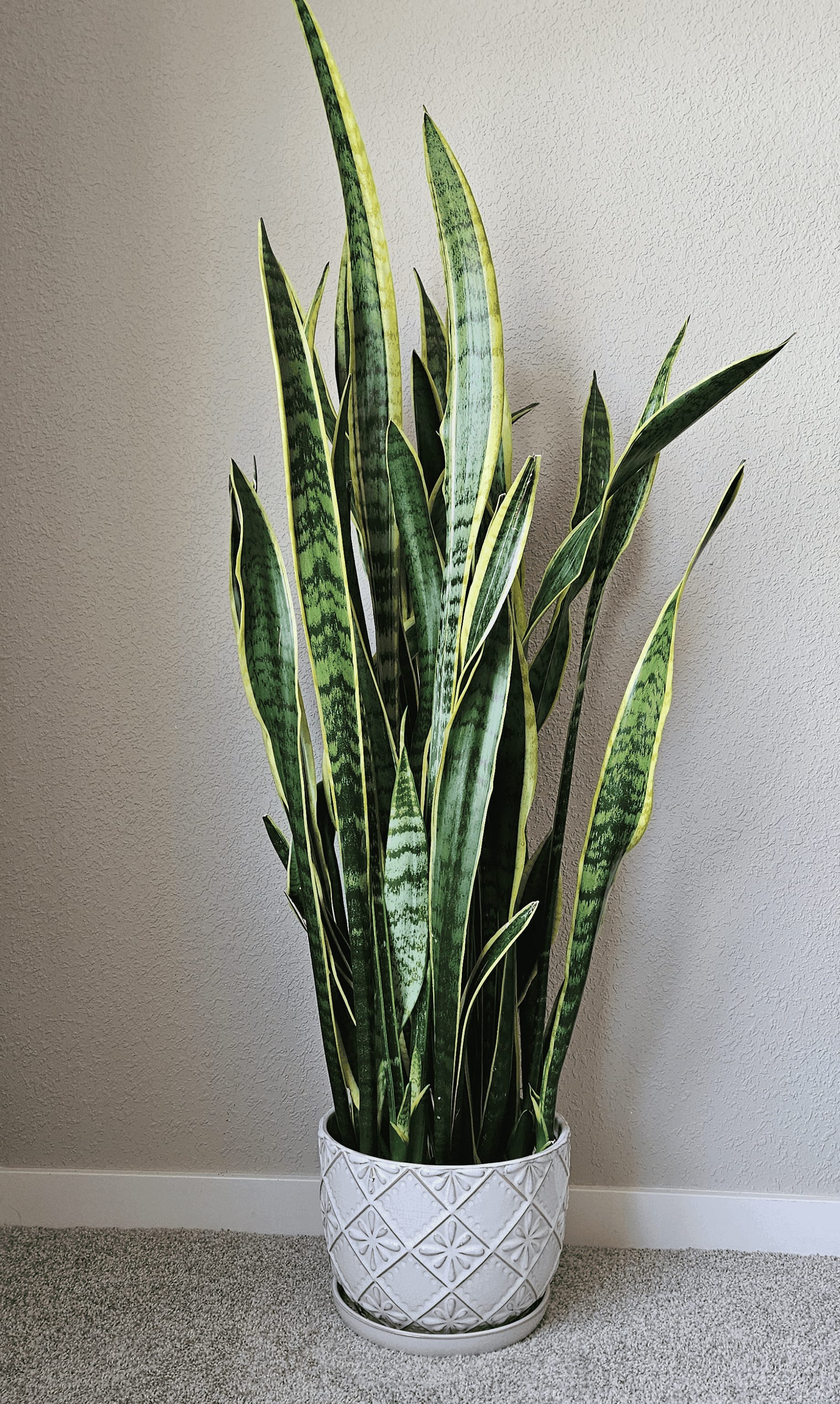 Image of the Dracaena Trifasciata plant