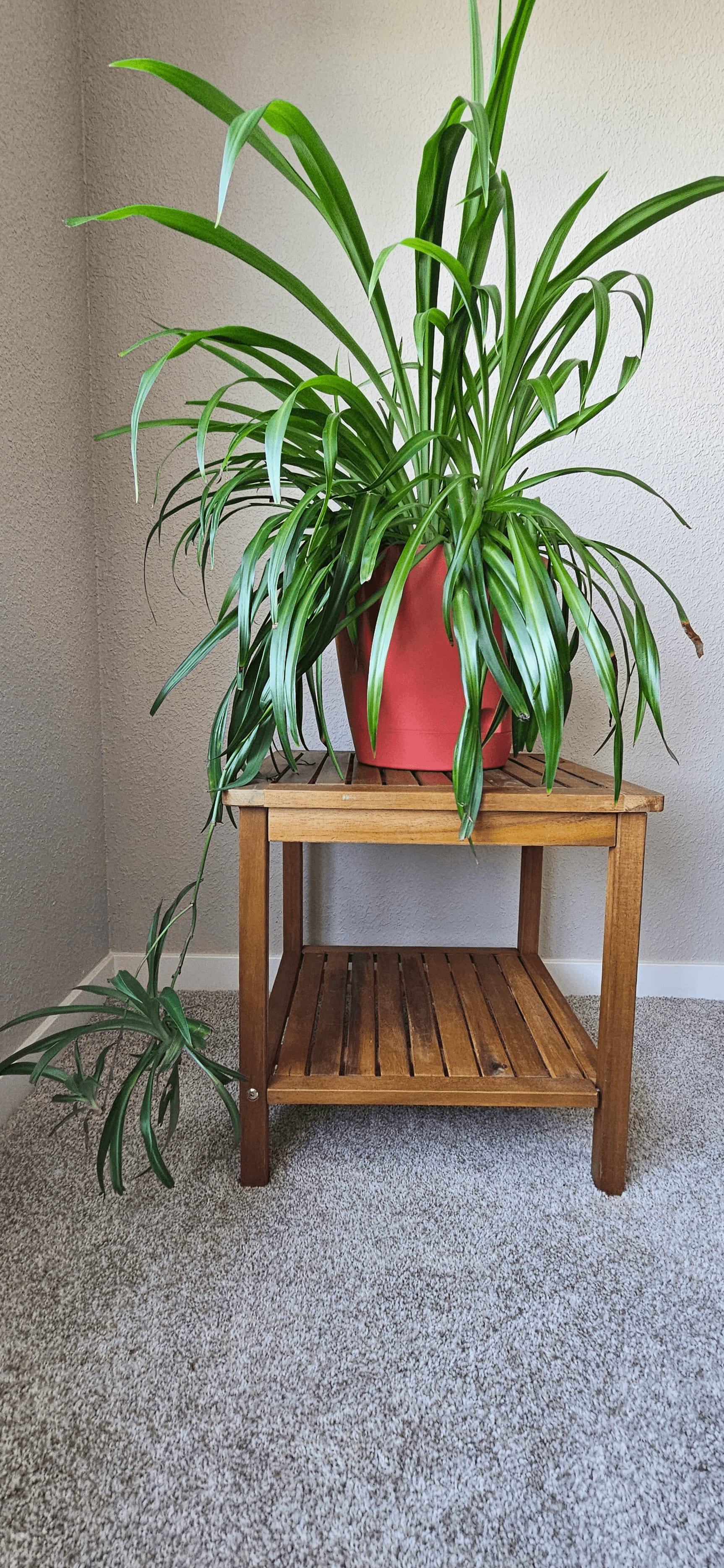 Related image of Chlorophytum Comosum