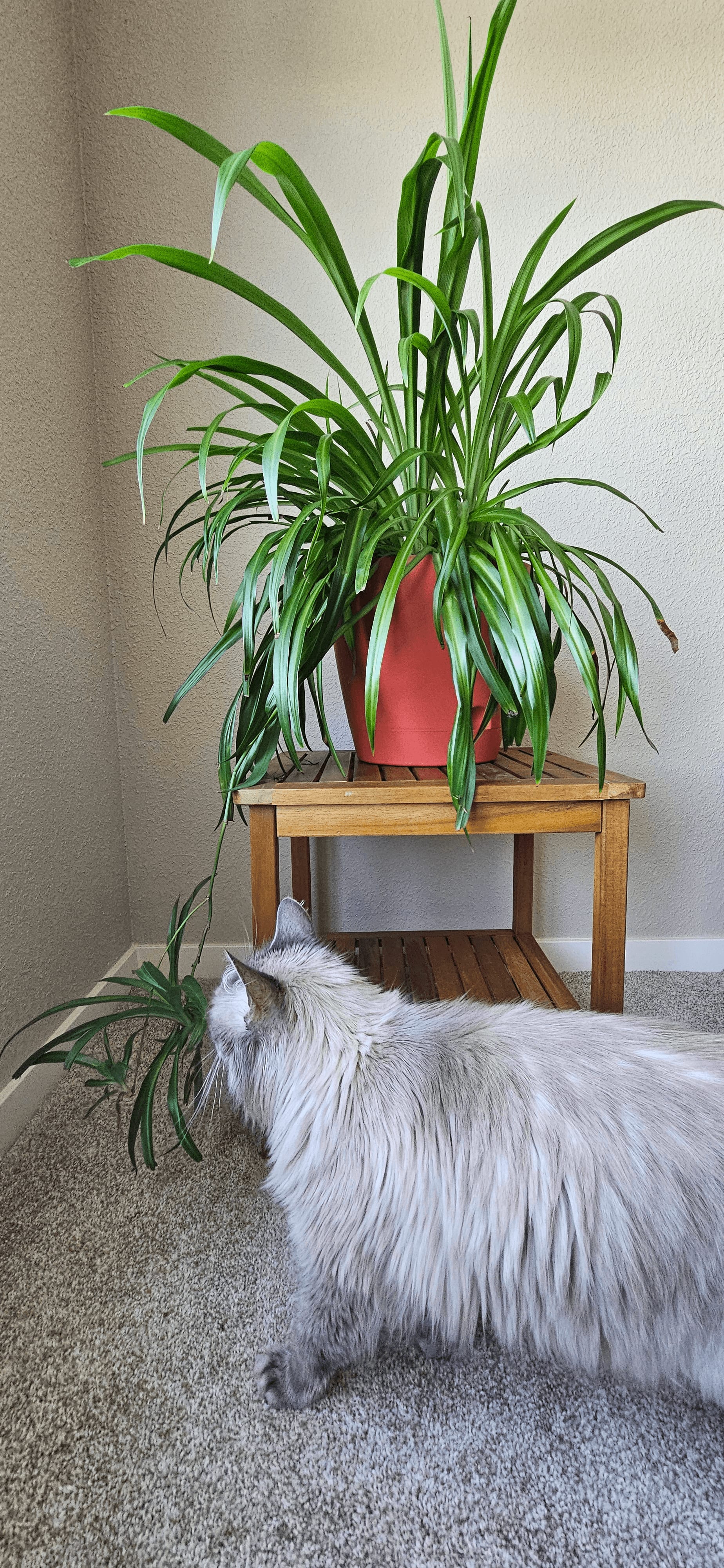 Related image of Chlorophytum Comosum