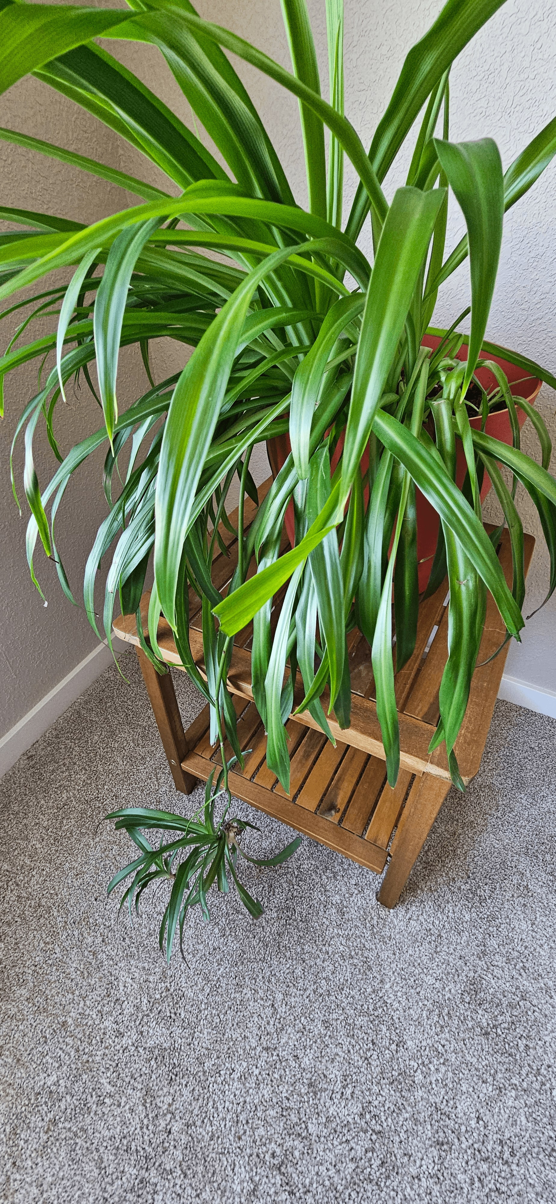 Related image of Chlorophytum Comosum