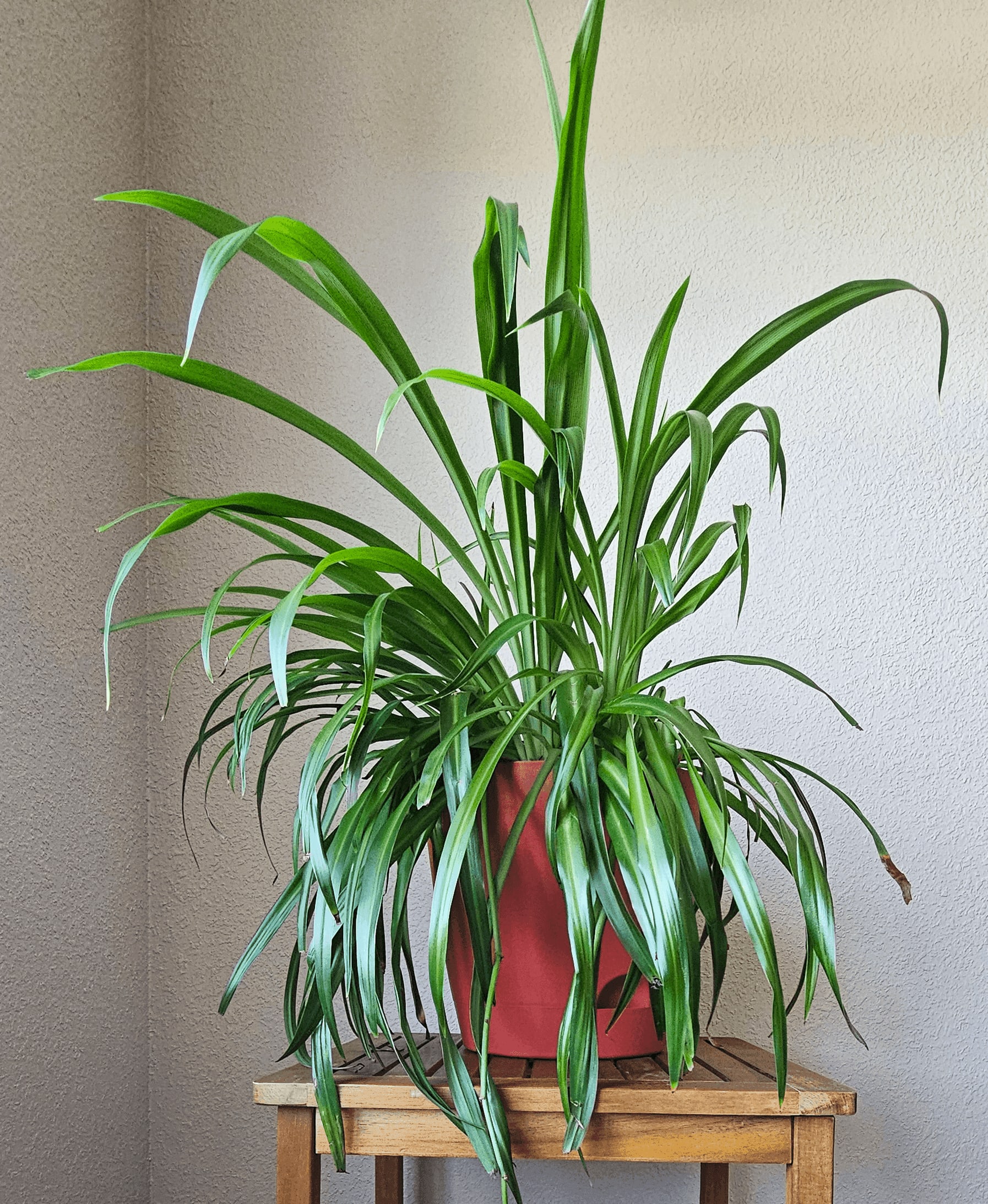 Image of the Chlorophytum Comosum plant