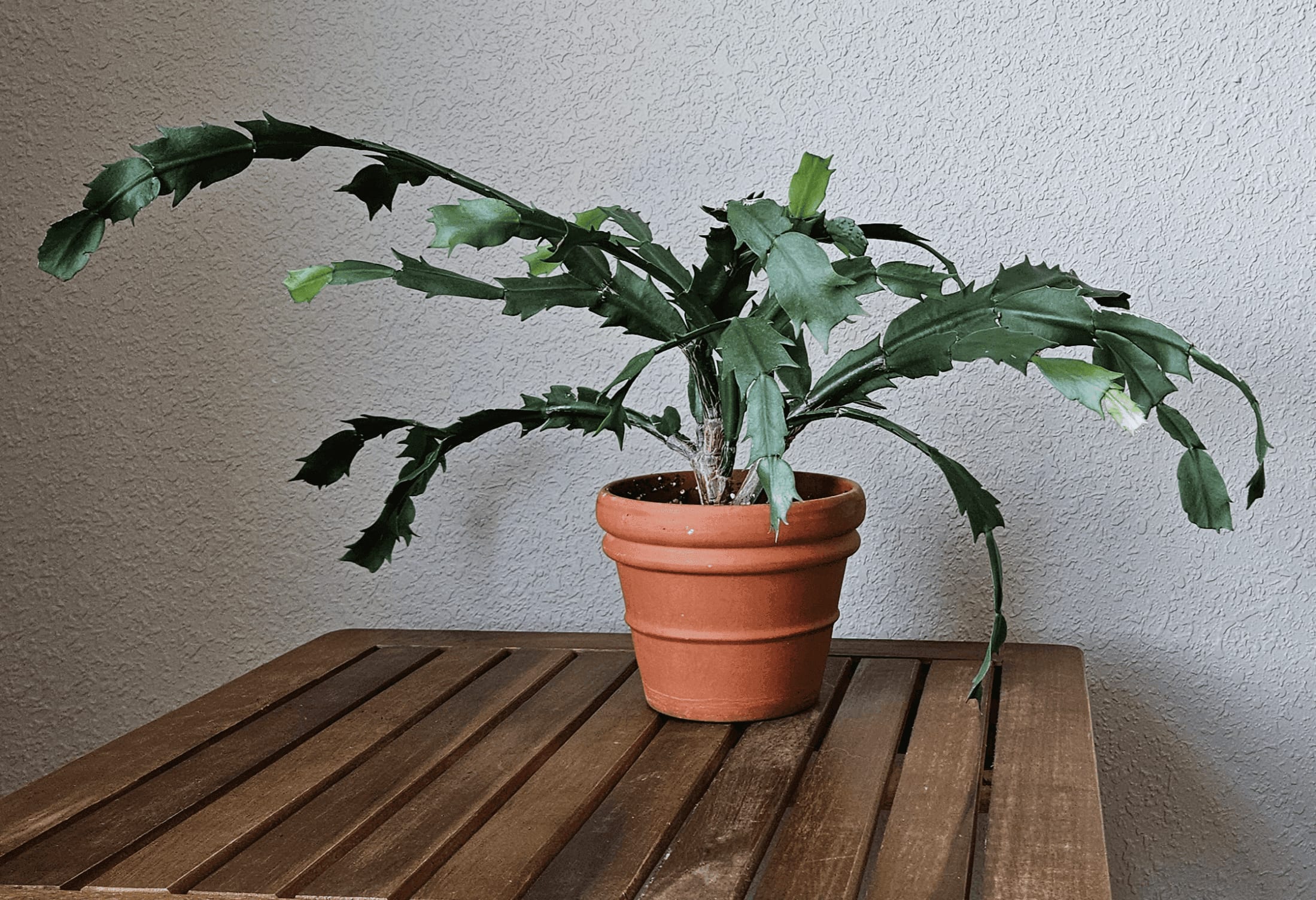 Related image of Schlumbergera Truncata