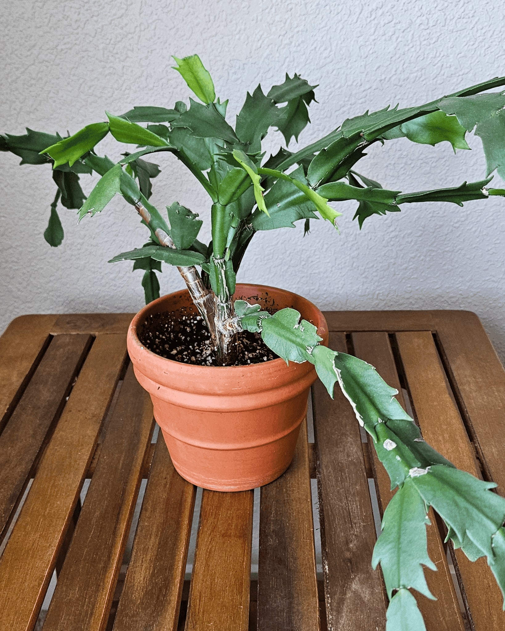 Related image of Schlumbergera Truncata