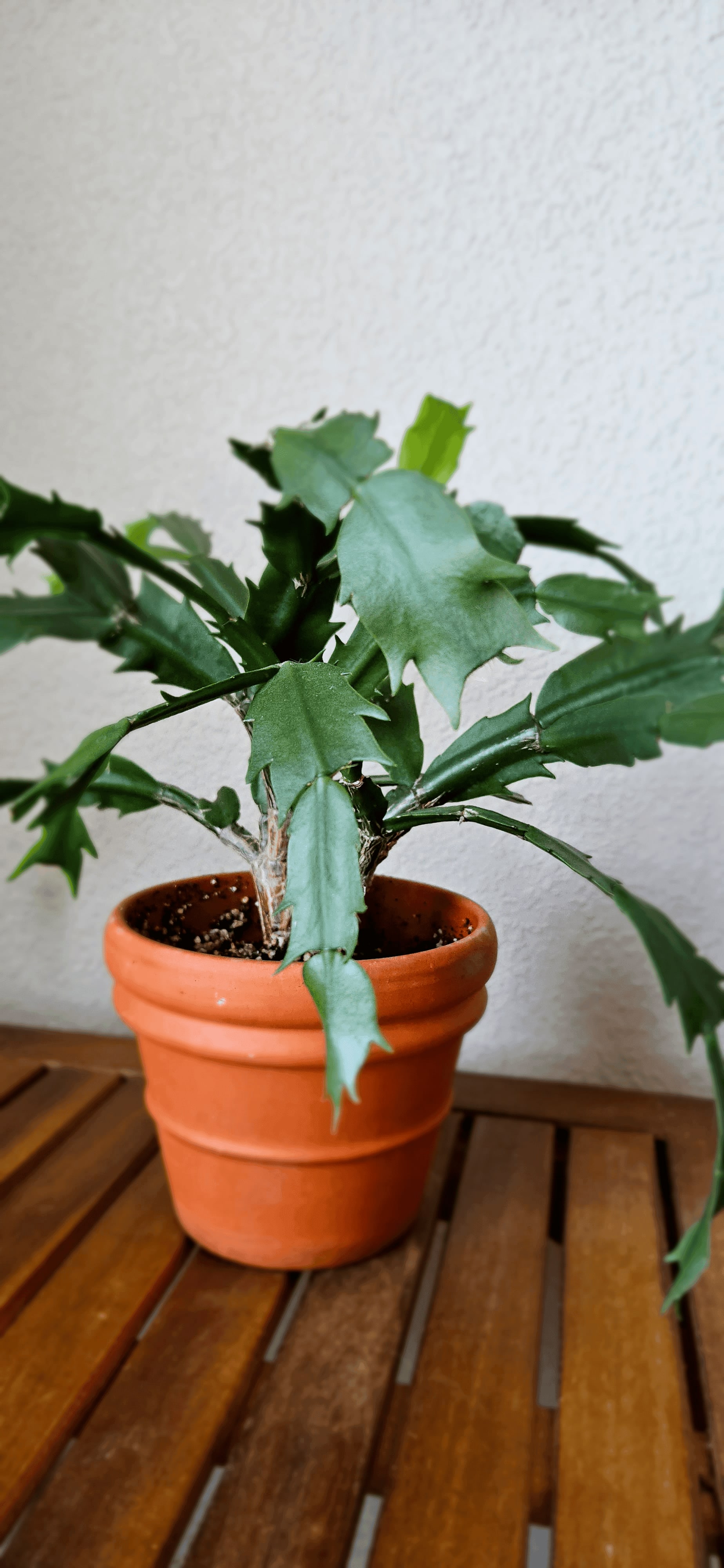 Related image of Schlumbergera Truncata
