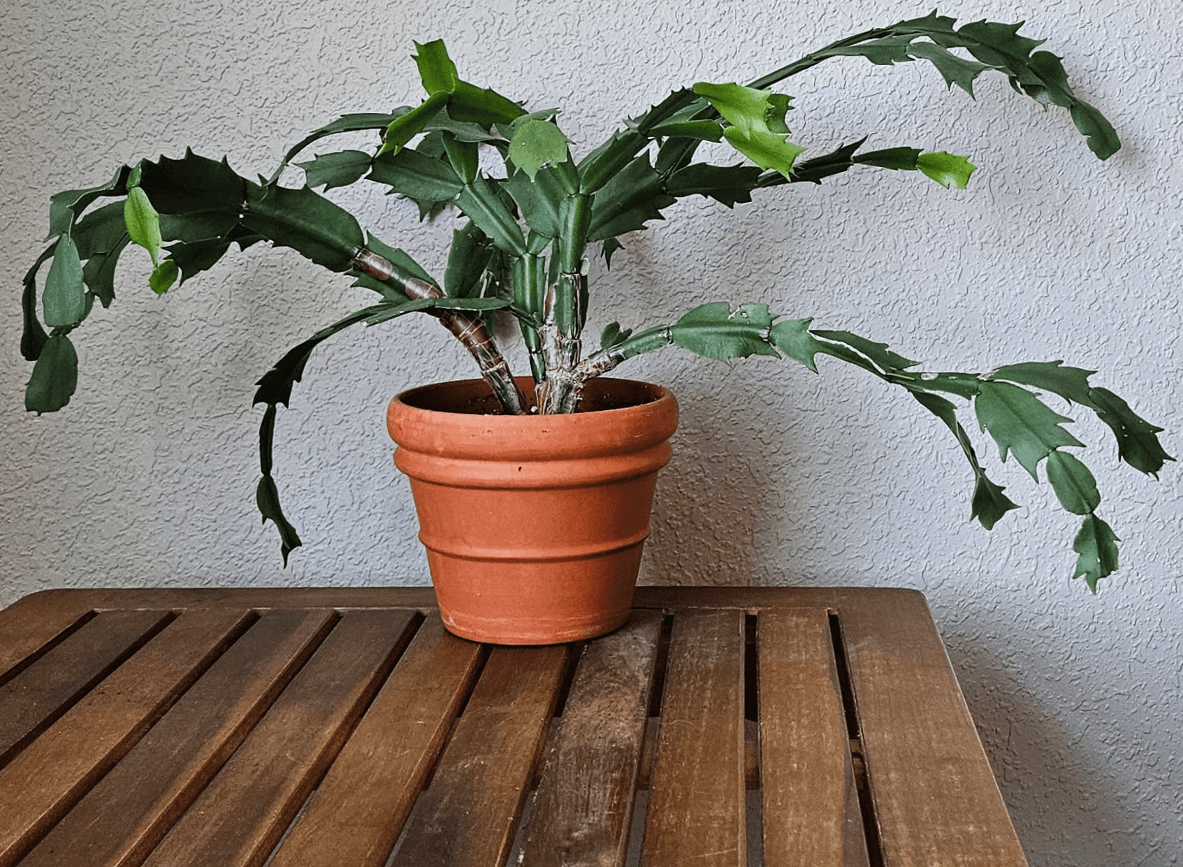 Related image of Schlumbergera Truncata