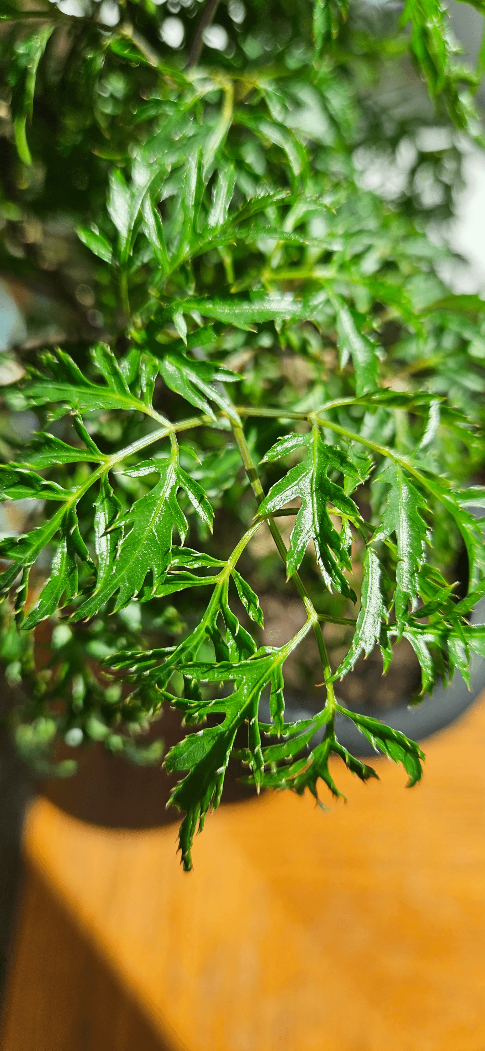 Related image of Polyscias Fruticosa
