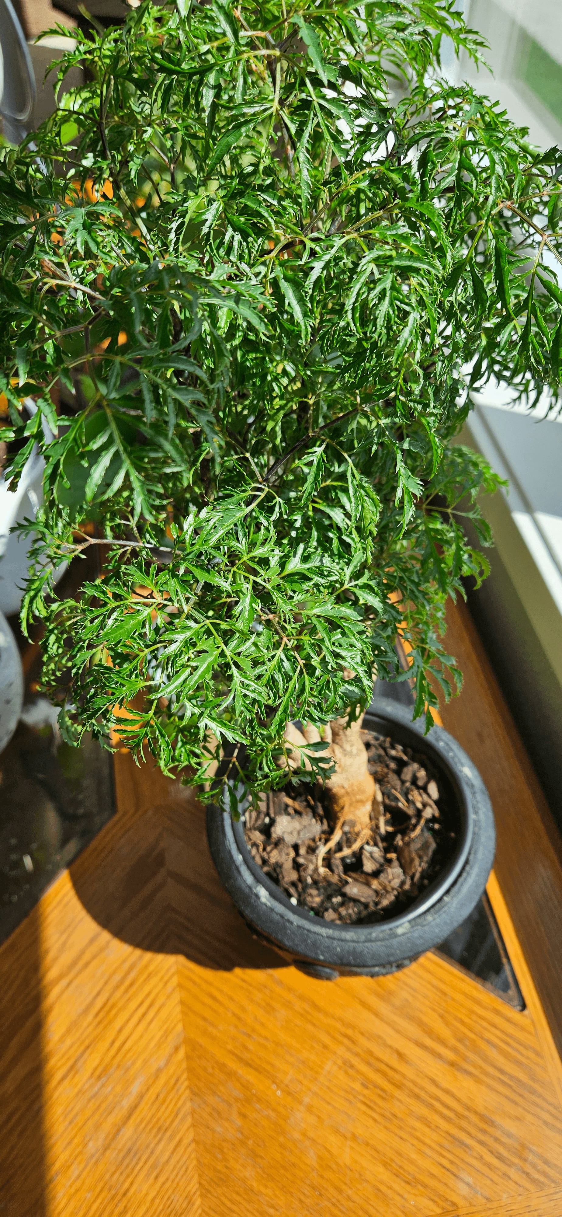 Related image of Polyscias Fruticosa