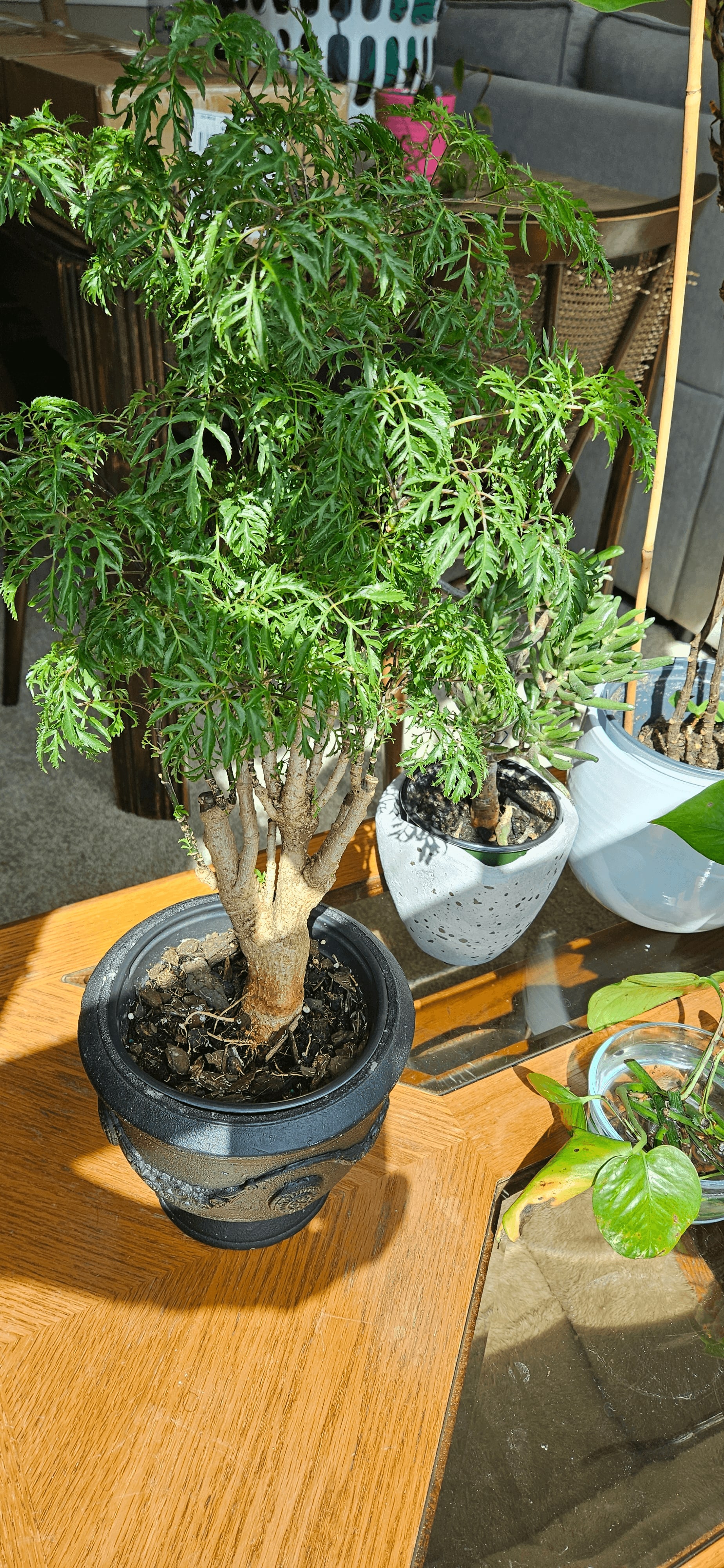 Related image of Polyscias Fruticosa