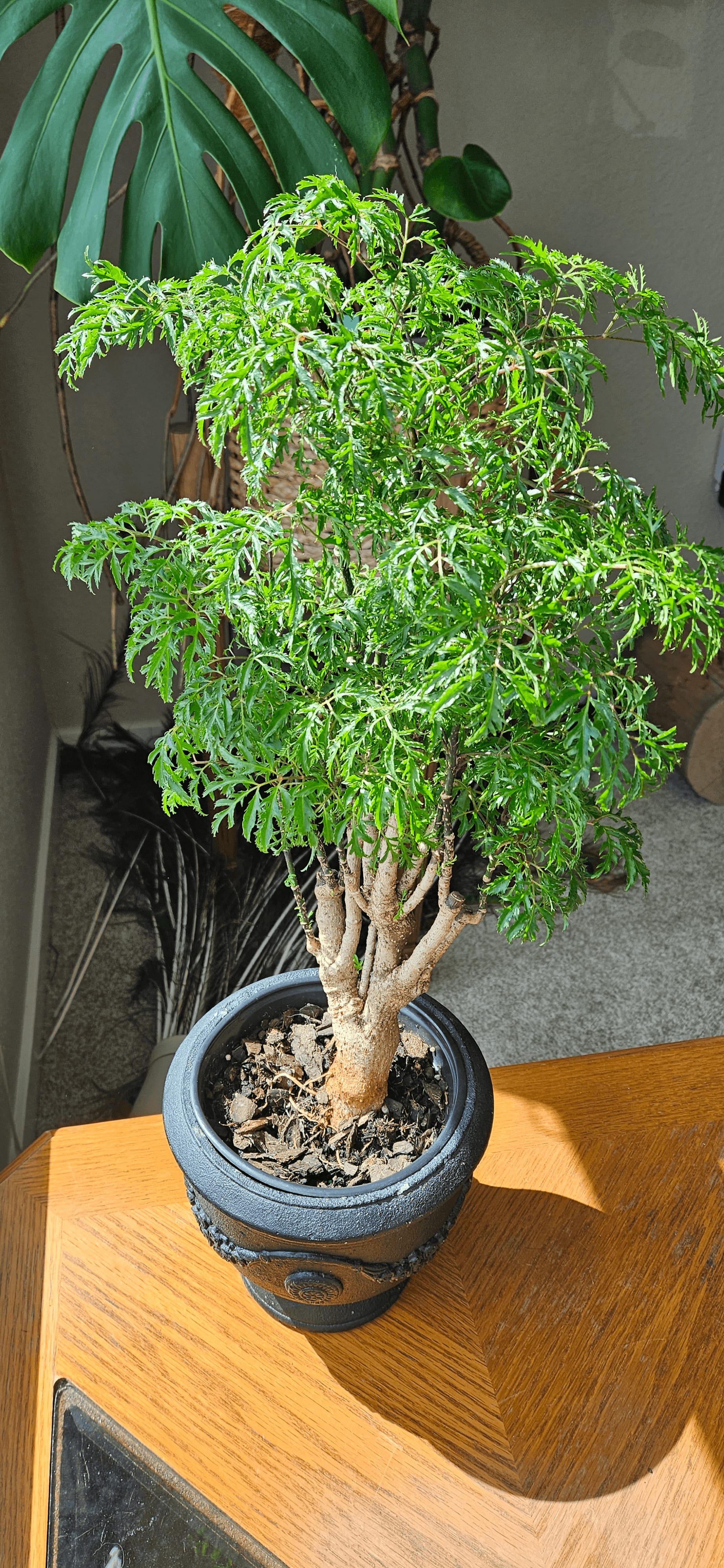 Image of the Polyscias Fruticosa plant
