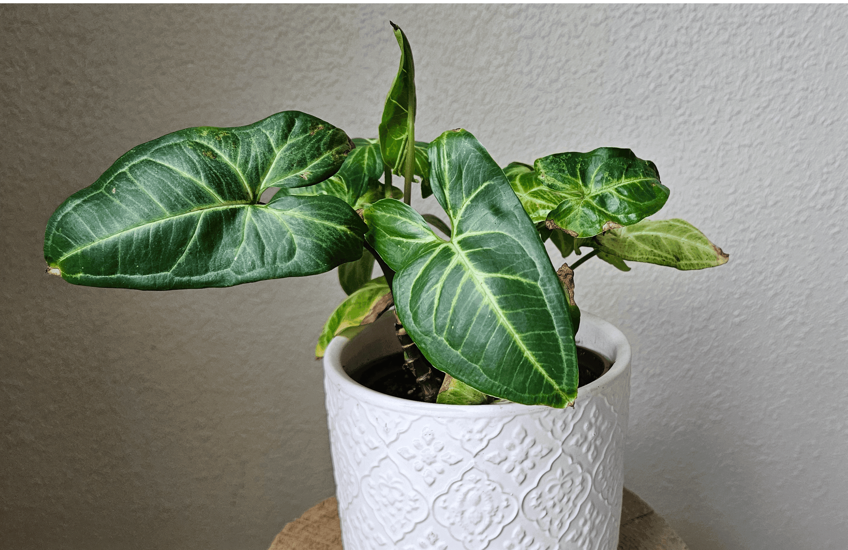 Image of the Syngonium Podophyllum plant
