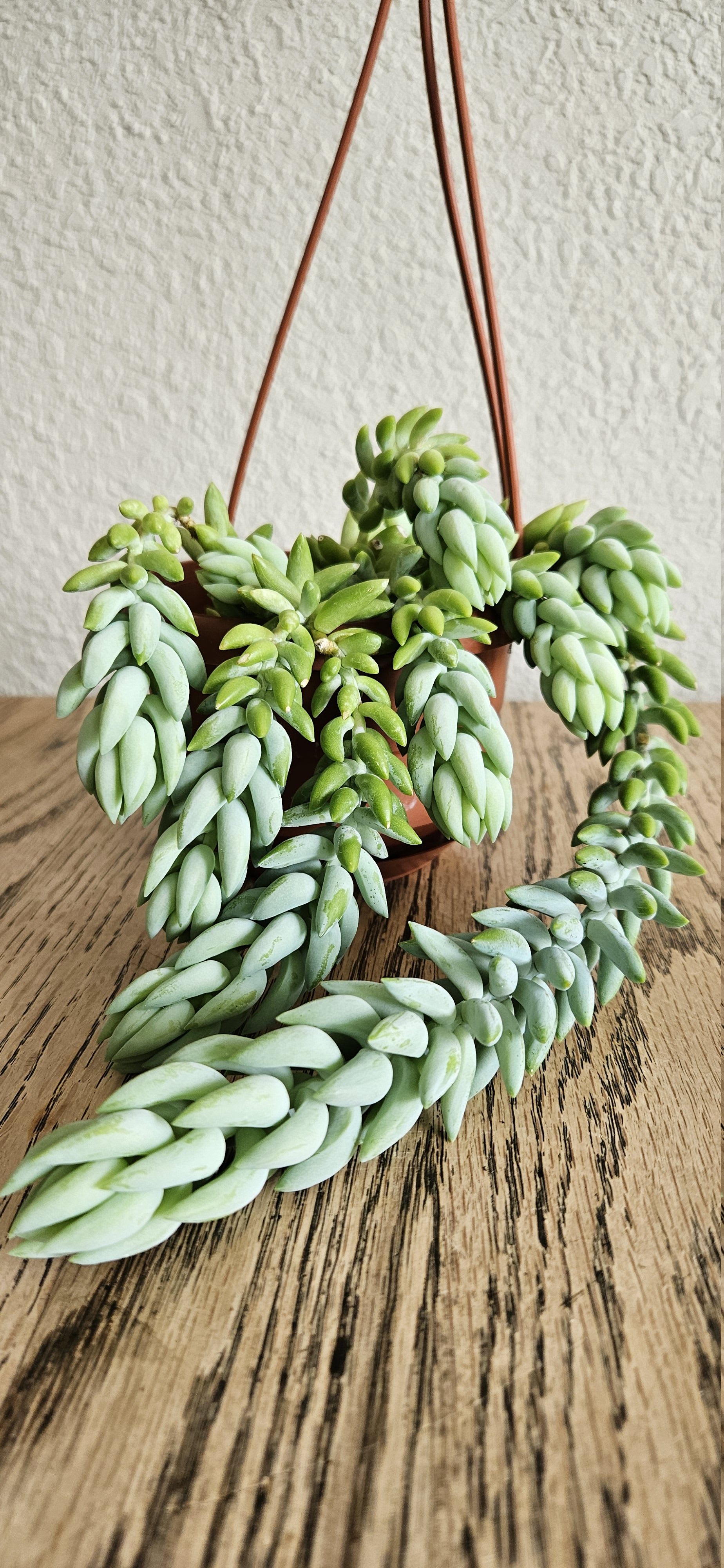 Related image of Sedum Morganianum