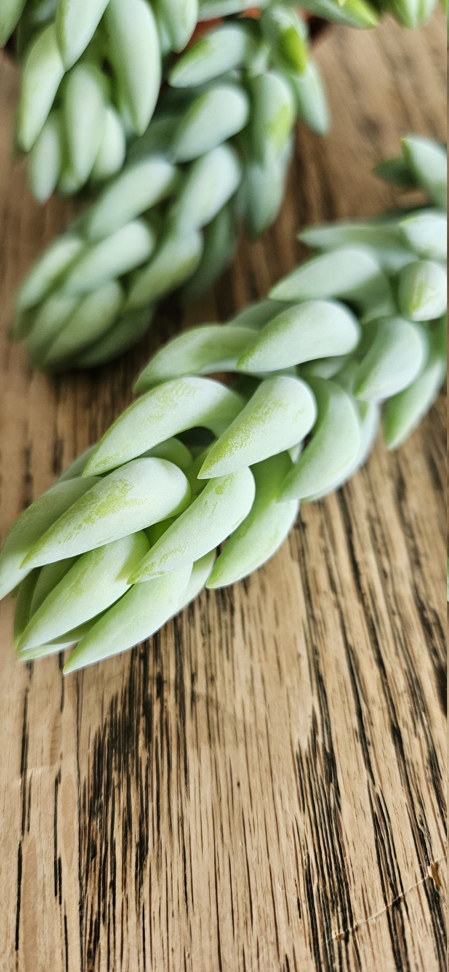 Related image of Sedum Morganianum