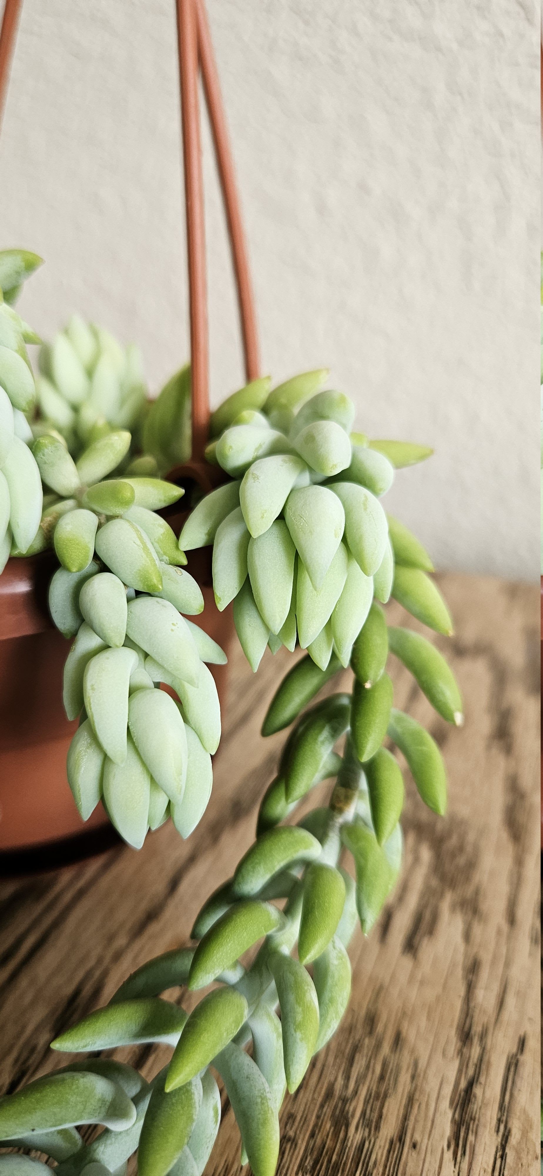 Related image of Sedum Morganianum