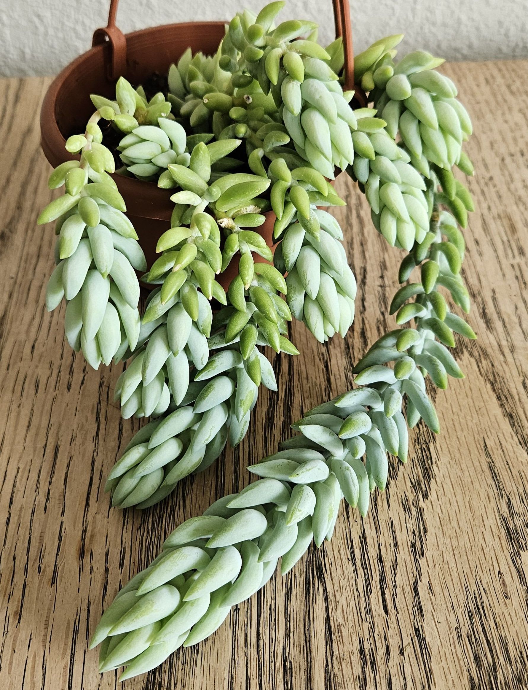Image of the Sedum Morganianum plant